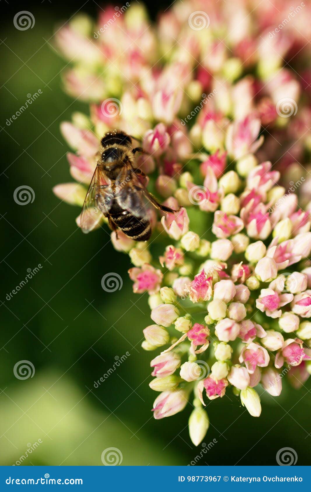 Abeja en la flor rosada y blanca del jardín de Sedum. Abeja en una flor de la uva de gato de Sedum en flor Macro de los Apis de la abeja de la miel que alimentan en la flor de la rosa del rosa