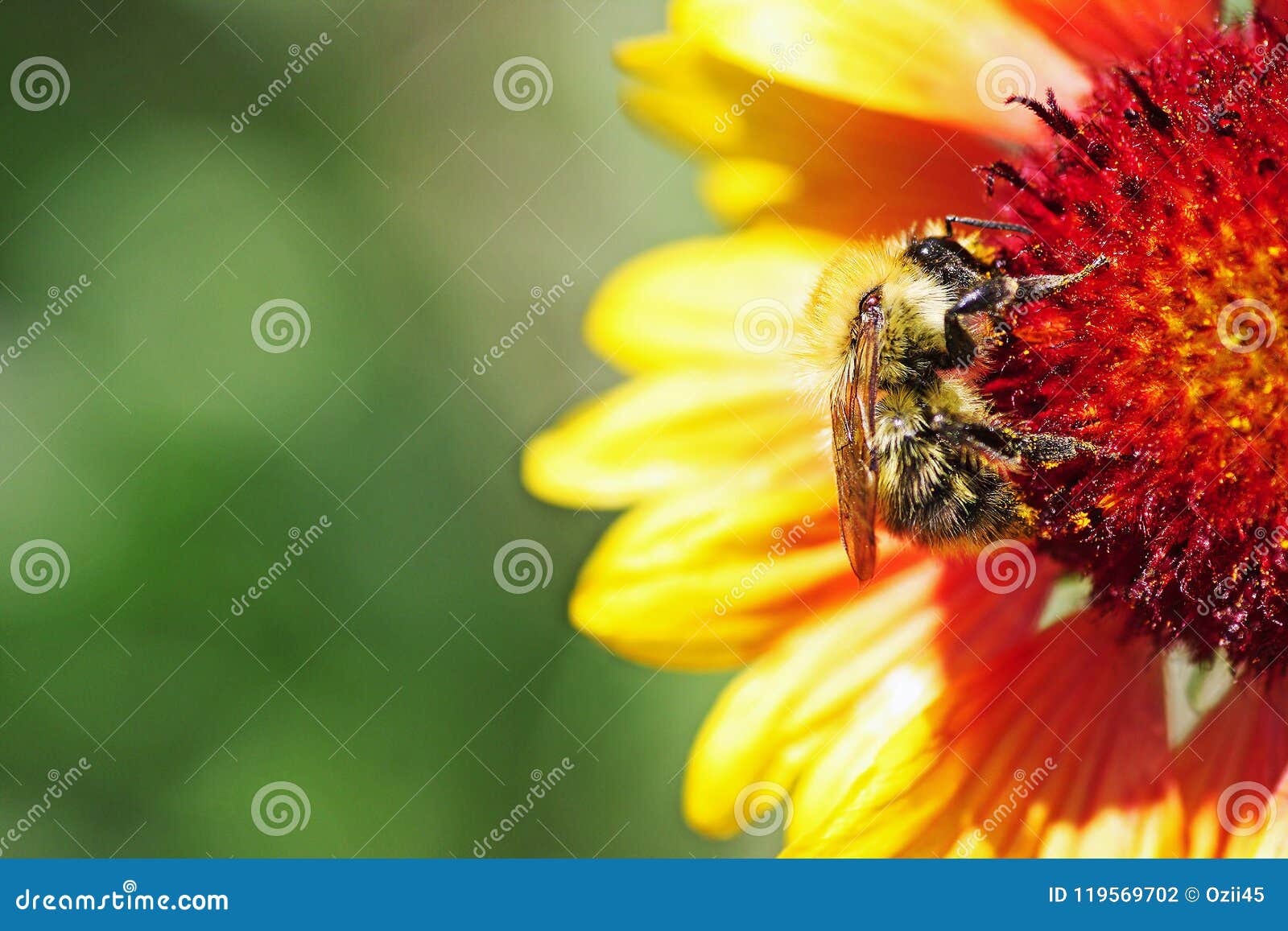 Abeja en un primer de la flor Una abeja brillante se sienta en una flor y recoge el néctar