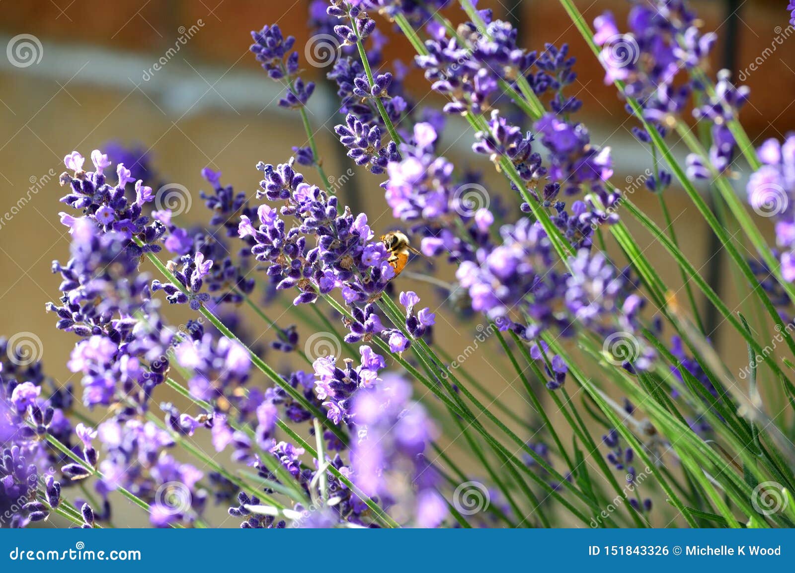 Abeja En Una Flor De La Lavanda Foto de archivo - Imagen de exterior,  belleza: 151843326