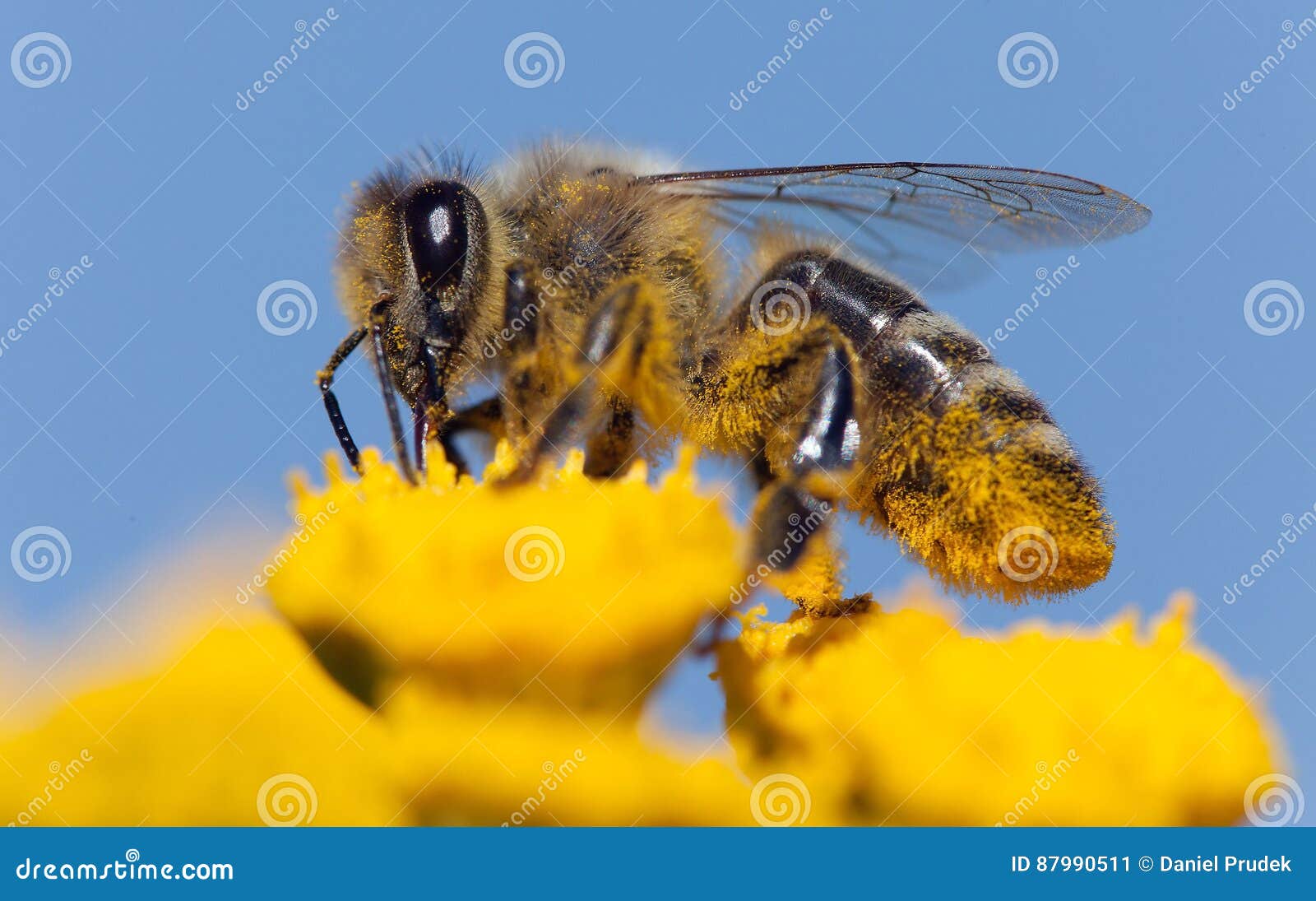 Abeja o abeja en los Apis latinos Mellifera. Detalle de la abeja o de la abeja en la abeja latina polinizada de la flor amarilla, abeja de oro de la miel de los Apis Mellifera, europeo u occidental en la flor