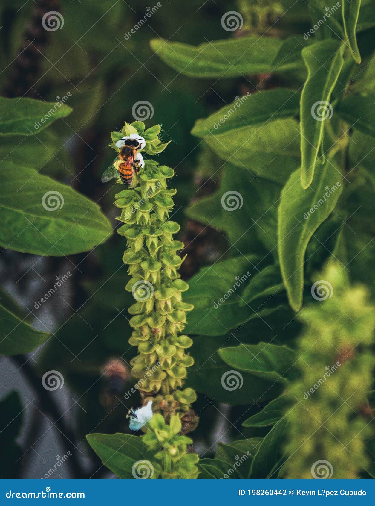 abeja polinizadora comiendo
