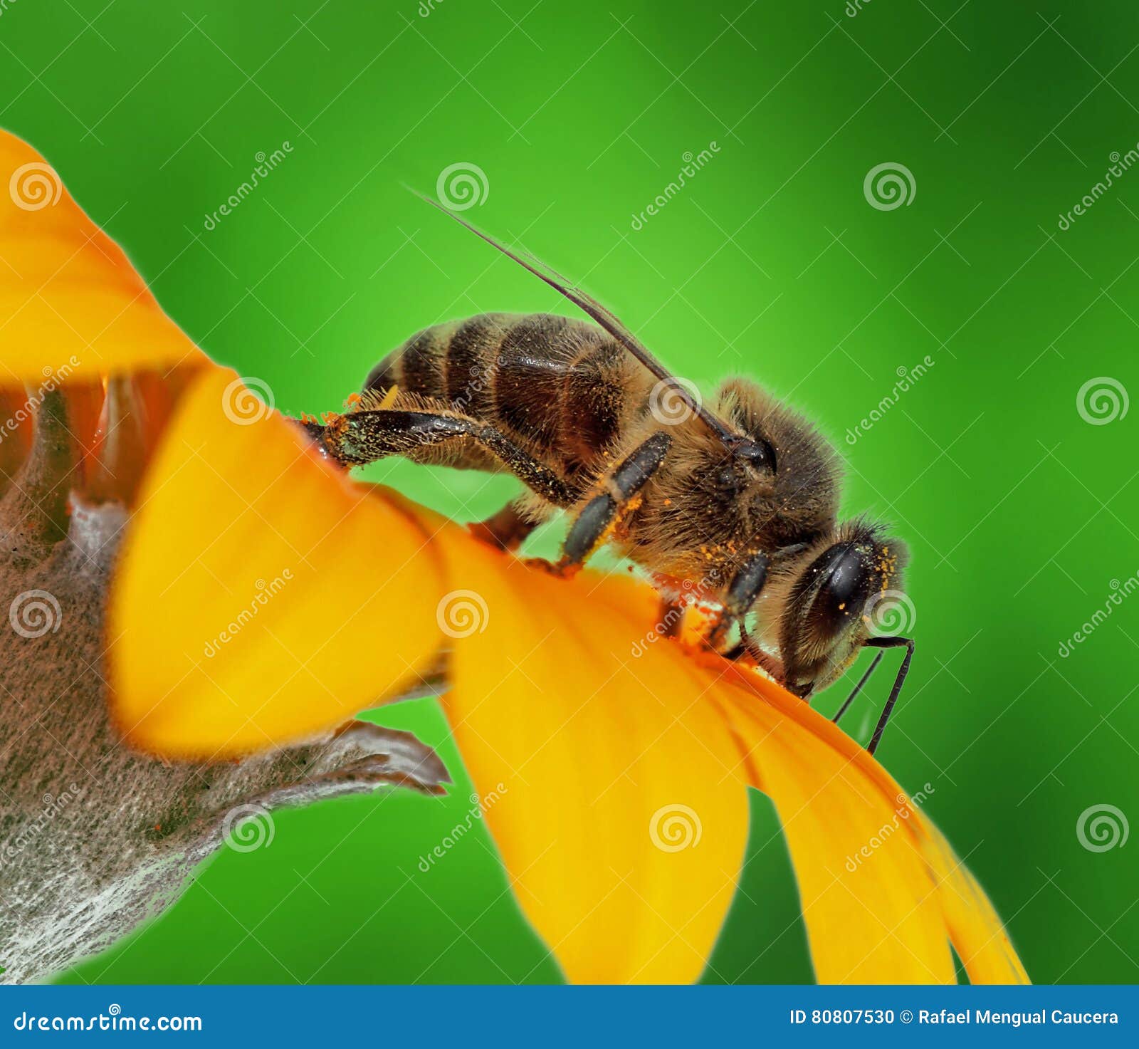 abeja