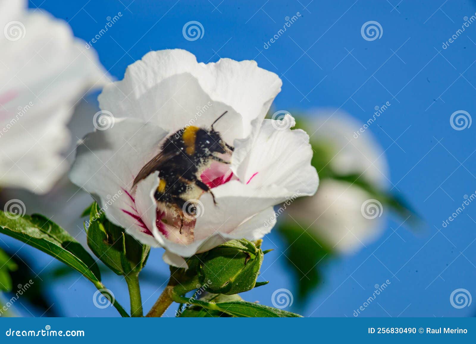 abeja recolectando polen