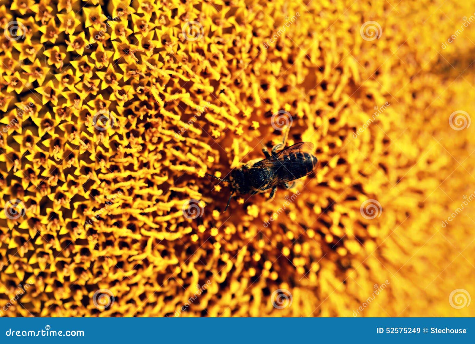 Abeja y girasol amarillo brillante. Un girasol amarillo brillante toma el sol en el sol ucraniano caliente Una abeja se sienta encima del girasol, que es un símbolo de Ucrania Es verano