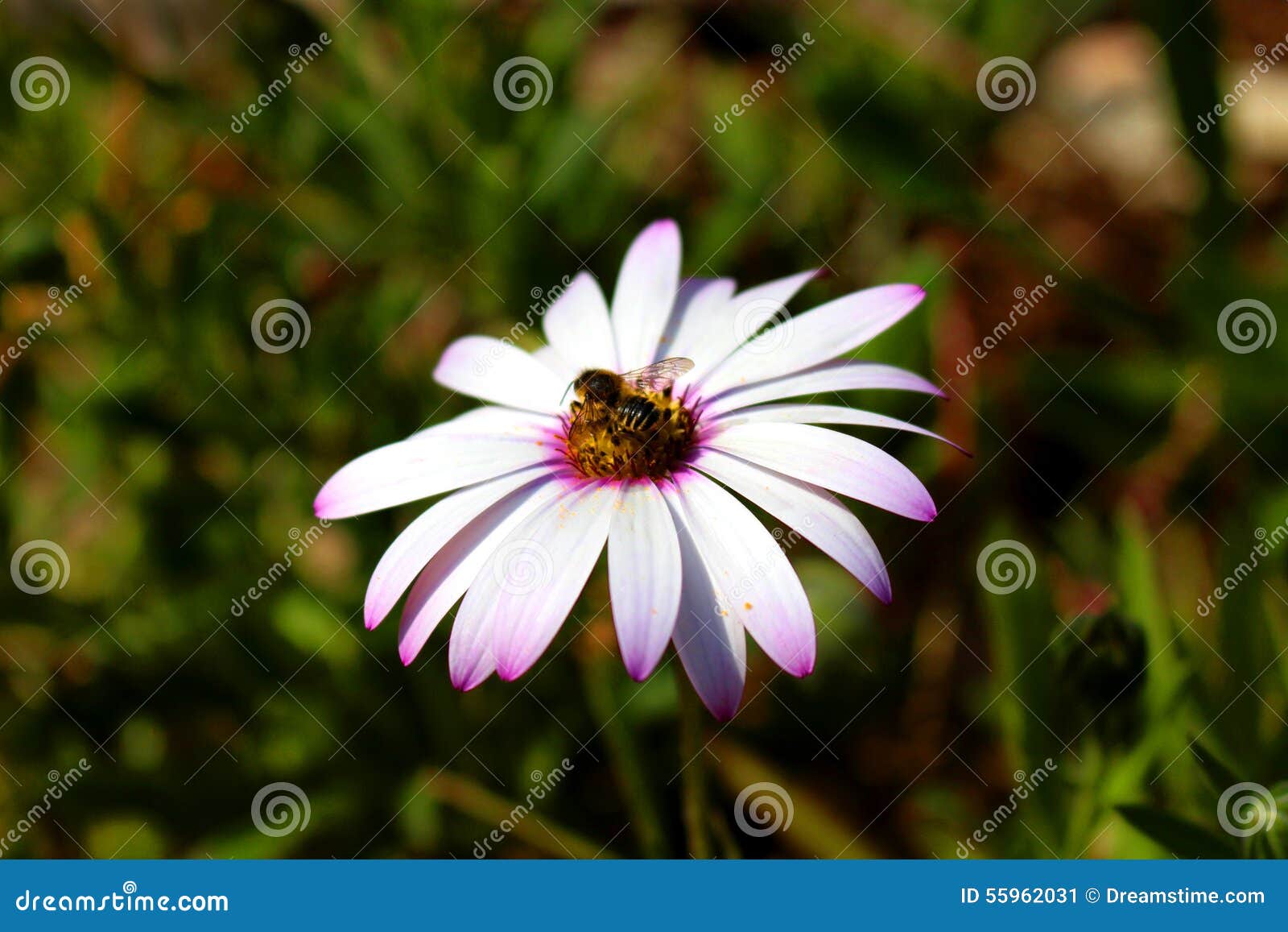 Abelha em uma flor. Uma abelha que recolhe o pólen de uma flor branca