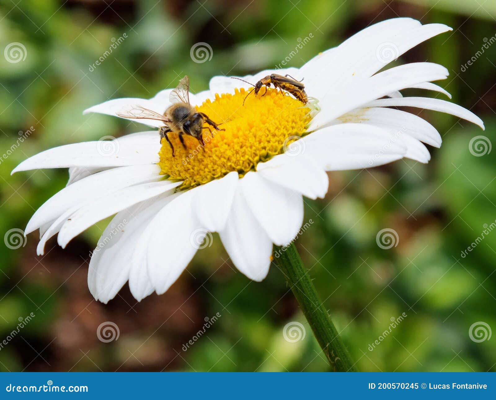 abelhas buscando seu alimento em uma flor