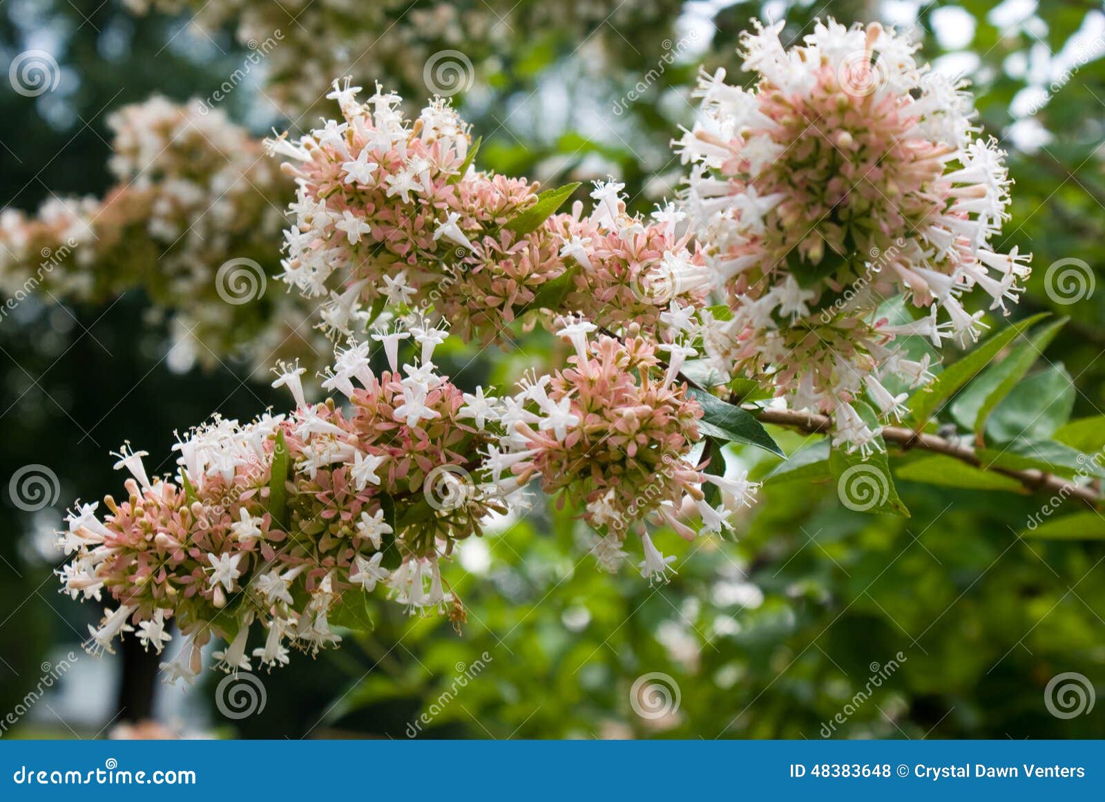 Fiori di abelia in fioritura di estate