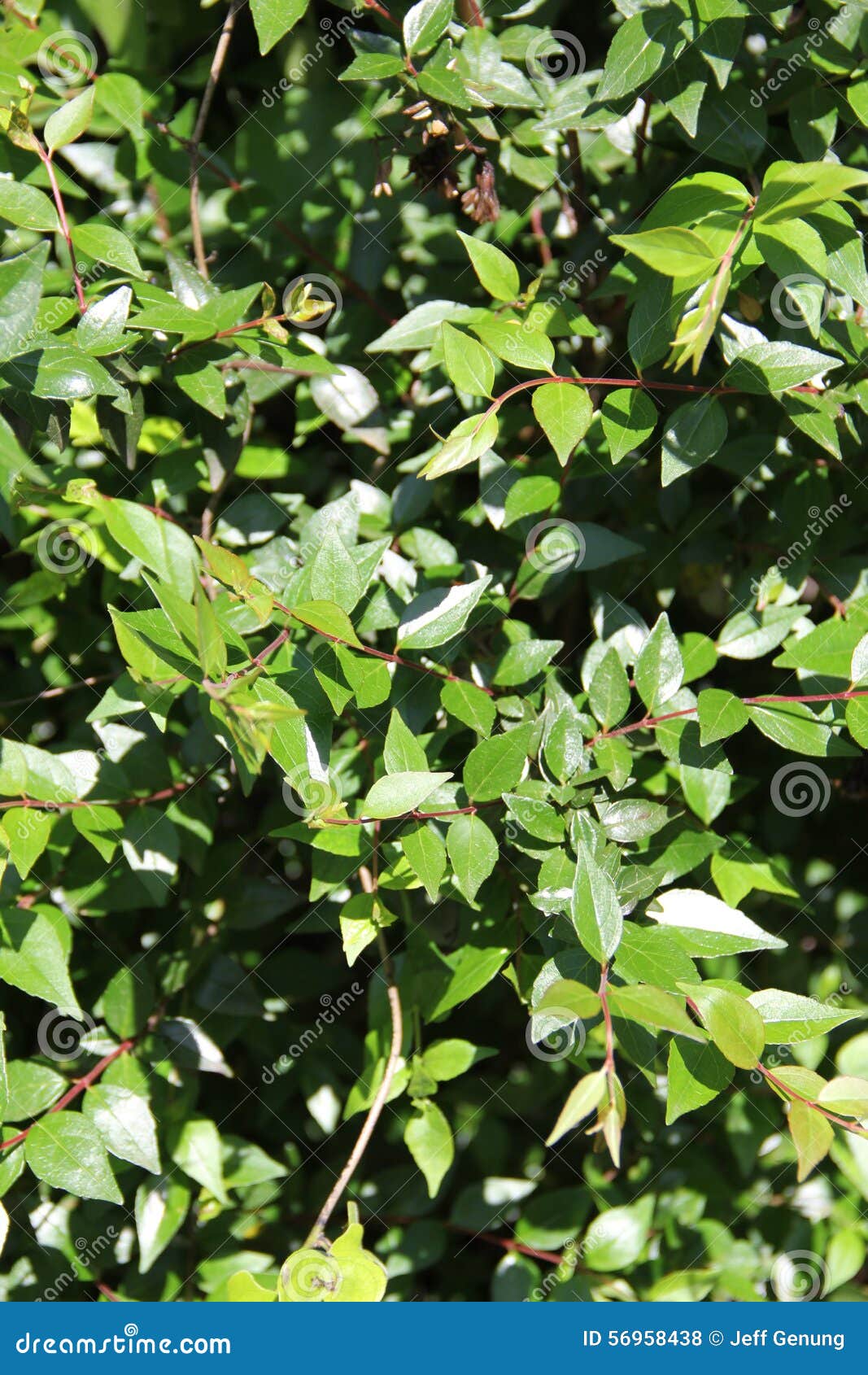 Abelia X Grandiflora Stock Photo Image Of Chinensis 56958438