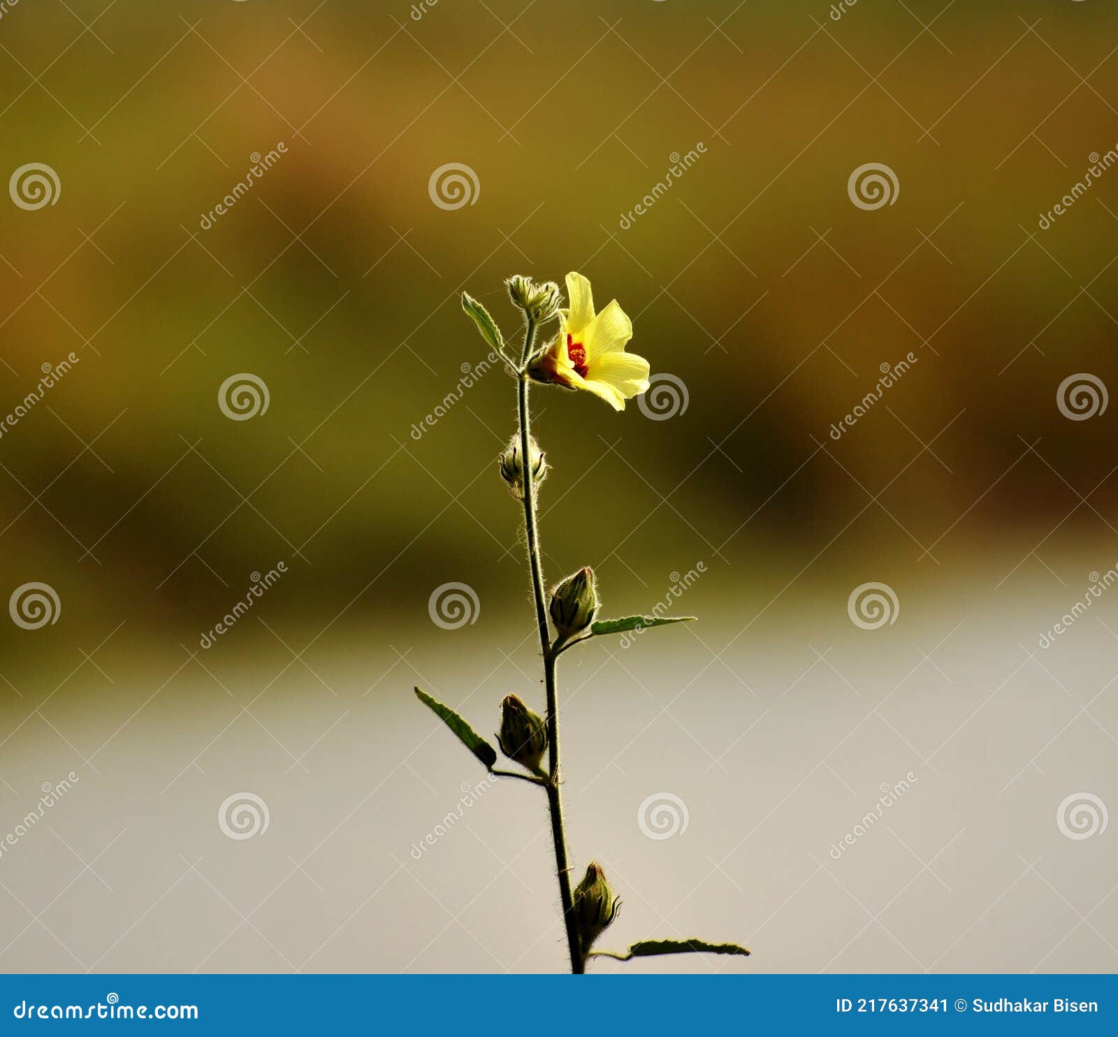 abelmoschus crinitus or abelmoschus moschatus medicus flower in the garden