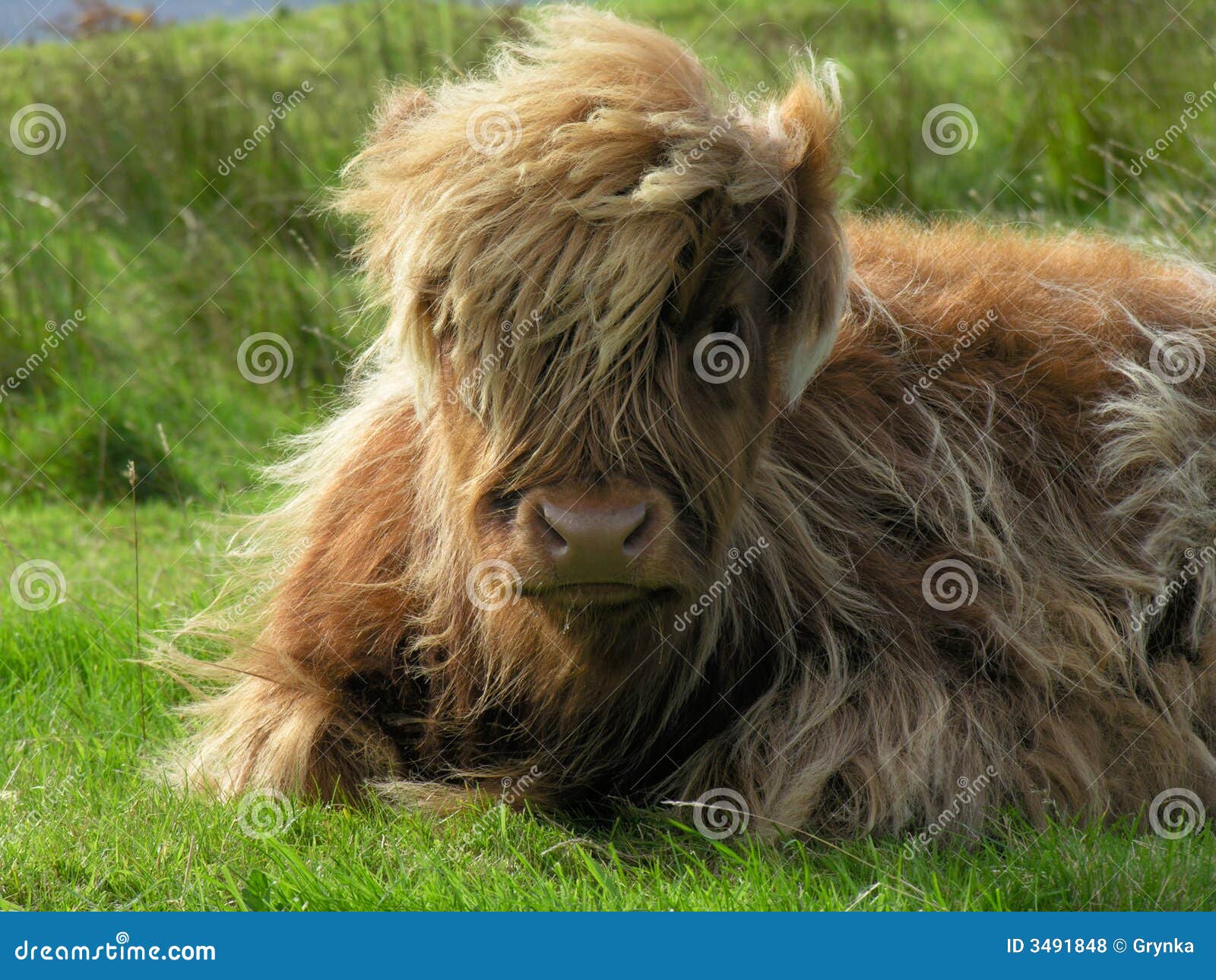 Aberdeen Angus Highland Cow Stock Photo Image Of Closeup Farming