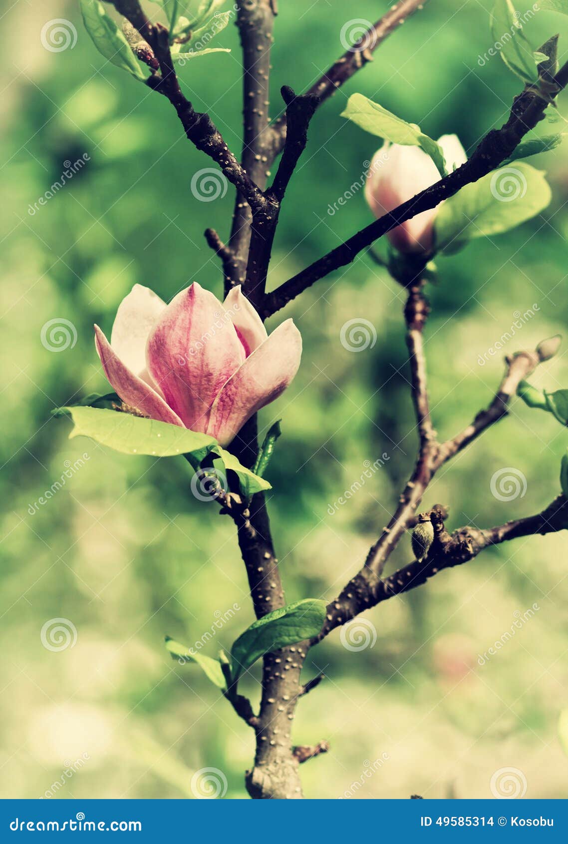 abloom flower of magnolia
