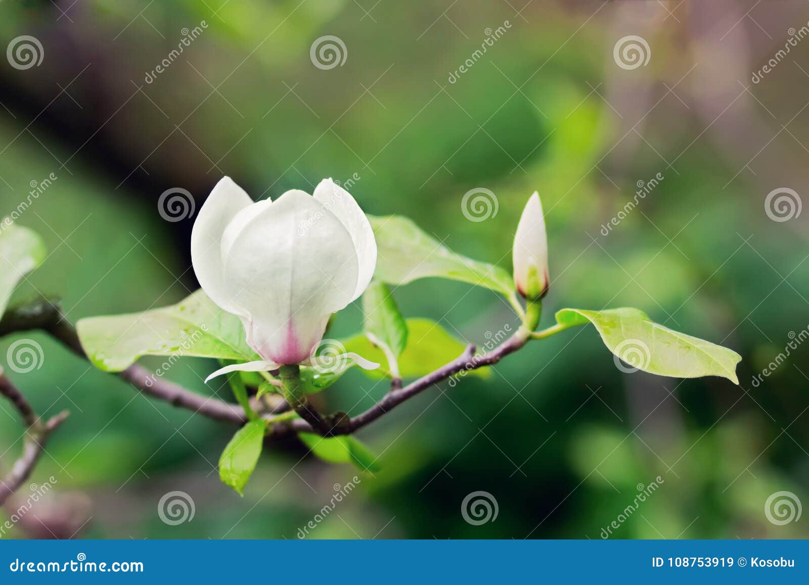 abloom flower of magnolia tree in summertime