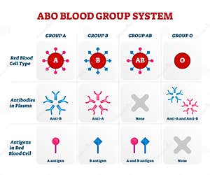 The ABO Blood Group Diagram Stock Illustration CartoonDealer 