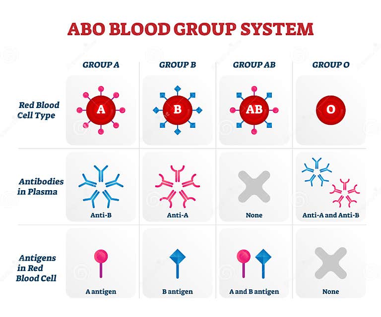 abo-blood-group-types-vector-illustration-chart-stock-vector-illustration-of-scheme-human