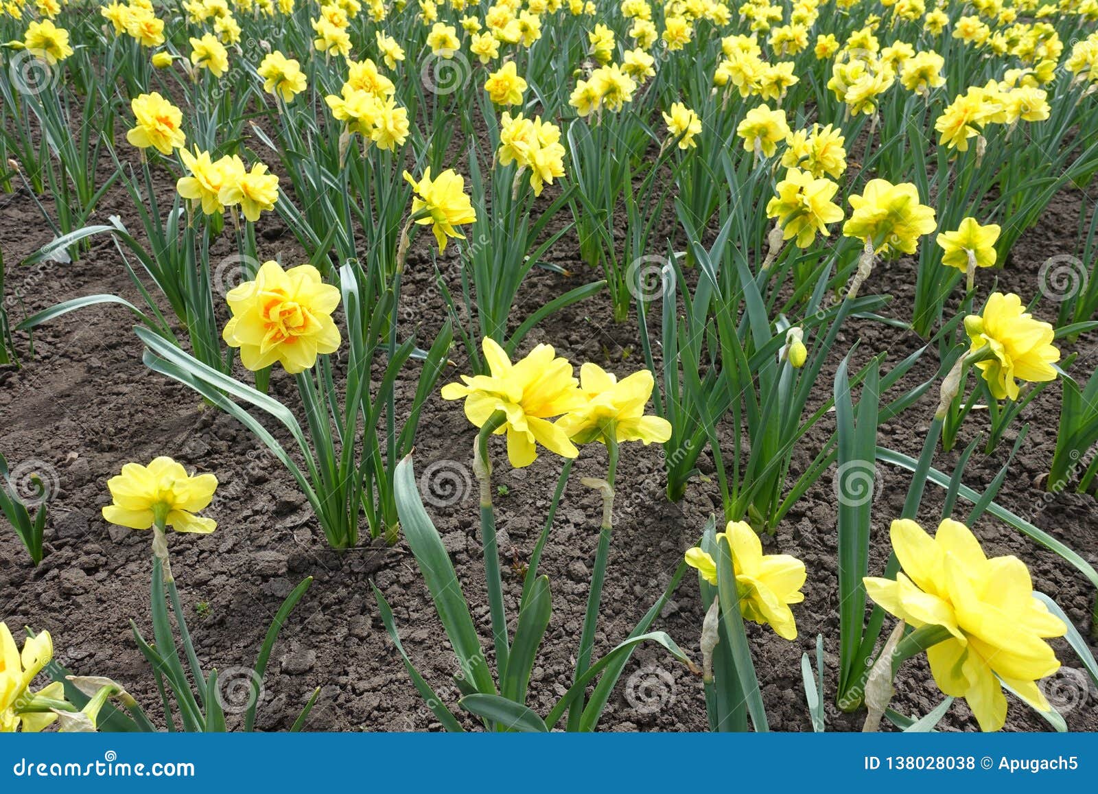 Abondance Des Fleurs Jaunes Et Oranges De La Double Jonquille Photo stock -  Image du orange, jonquilles: 138028038