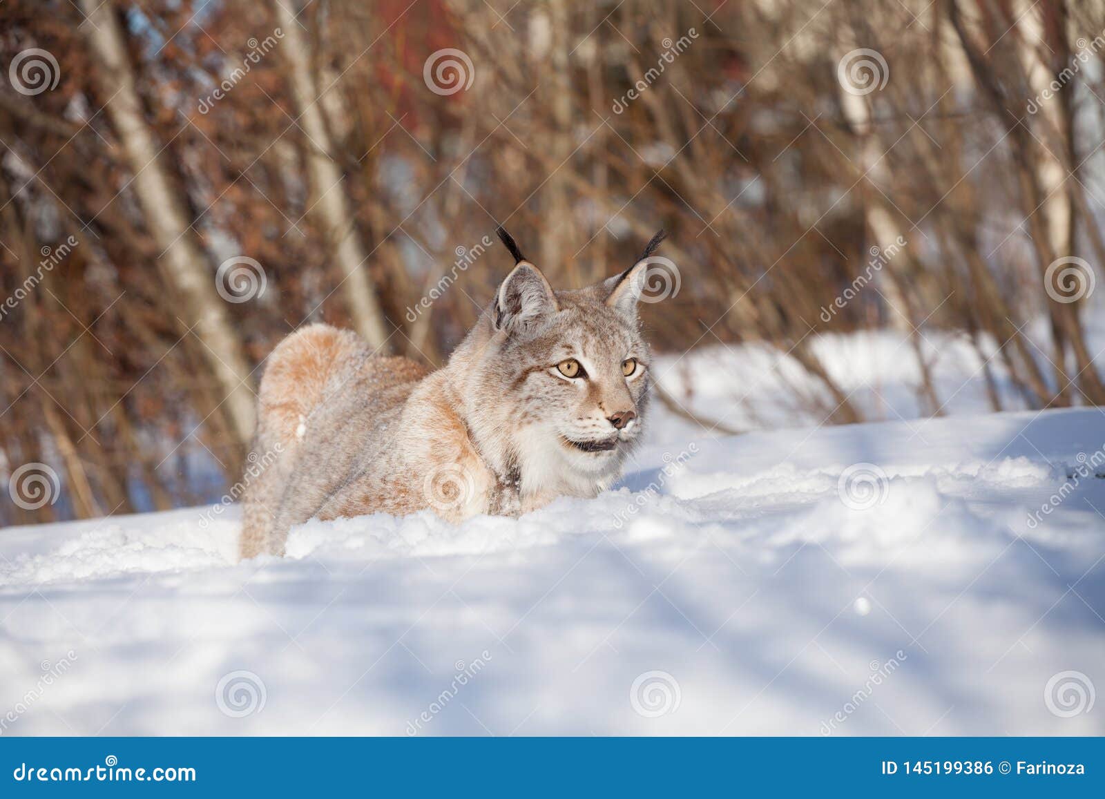 Abordable Eurasian Lynx, Portrait in Winter Field Stock Photo - Image ...