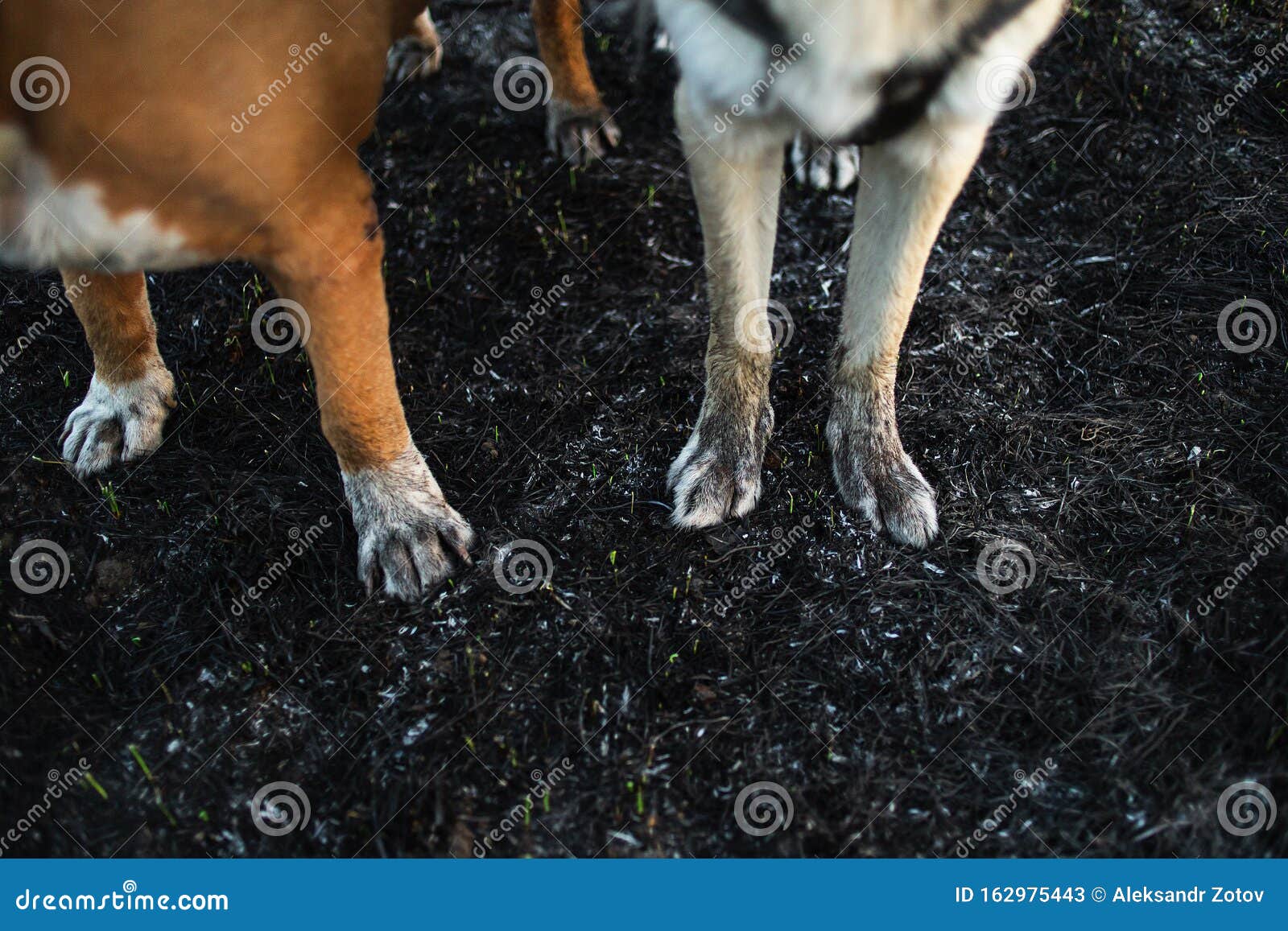 soft paws for dogs