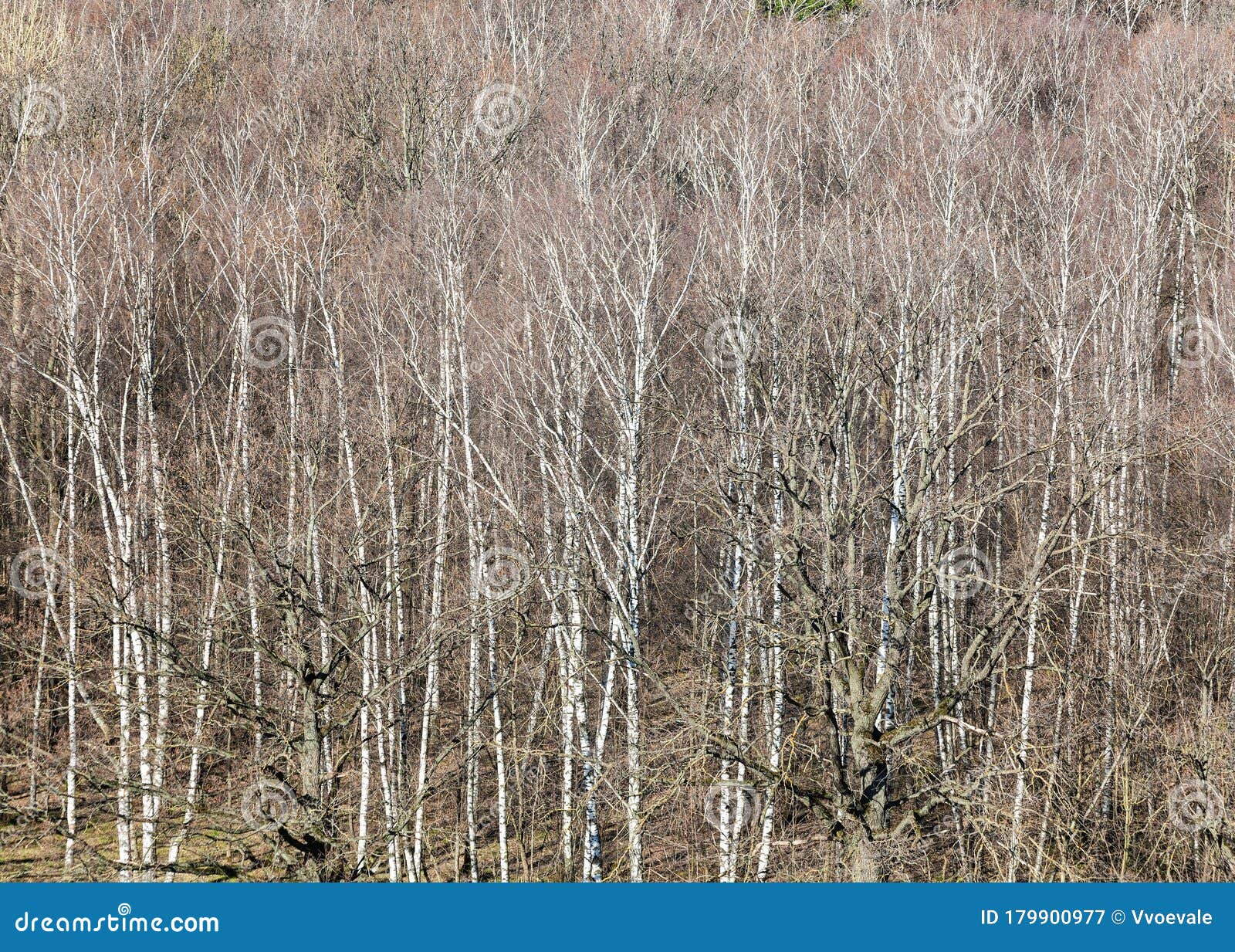 above view of bare trees in forest on march day