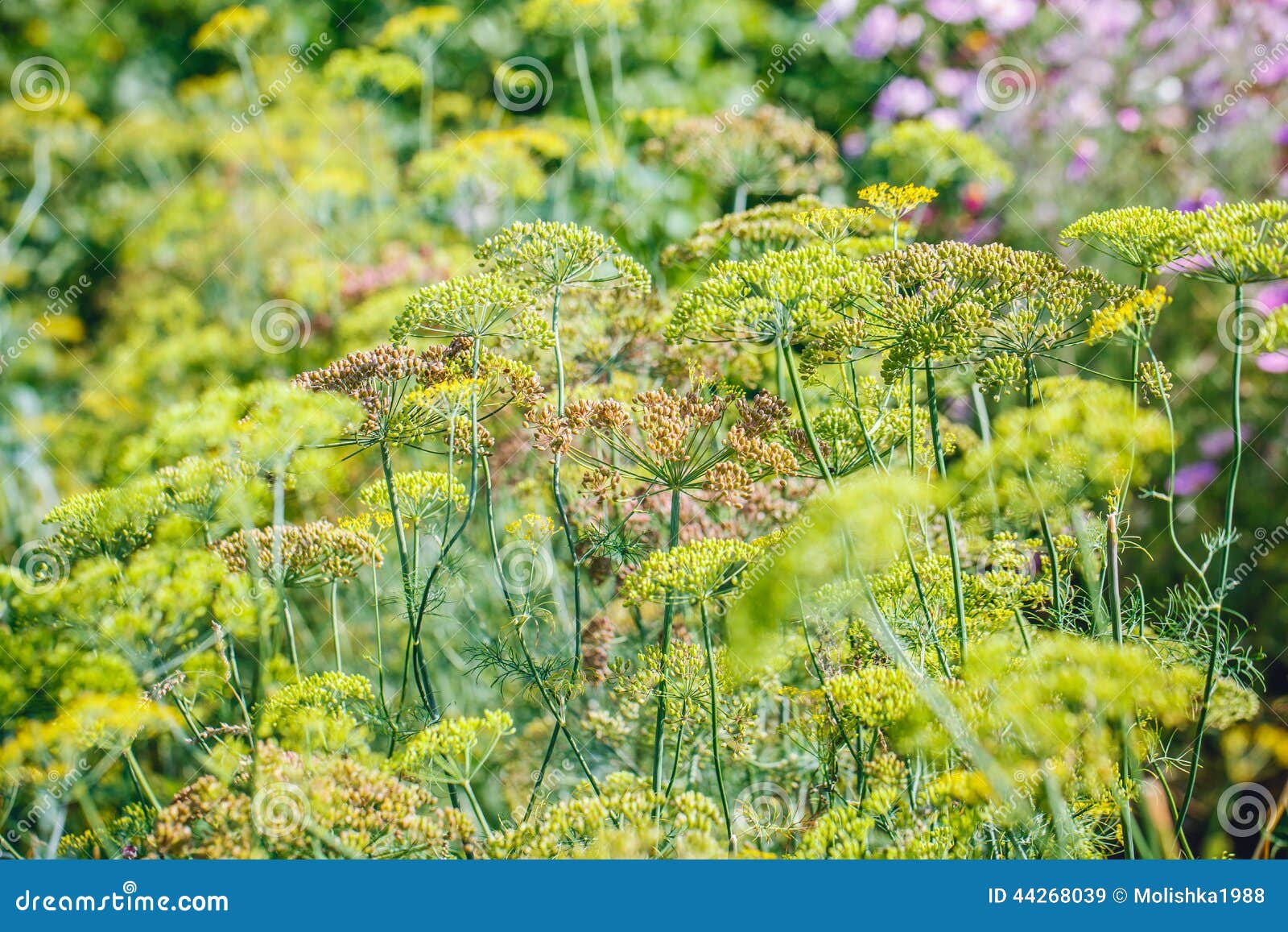 Above View of Flowering Dill Herbs Stock Image Image of fennel, herbs