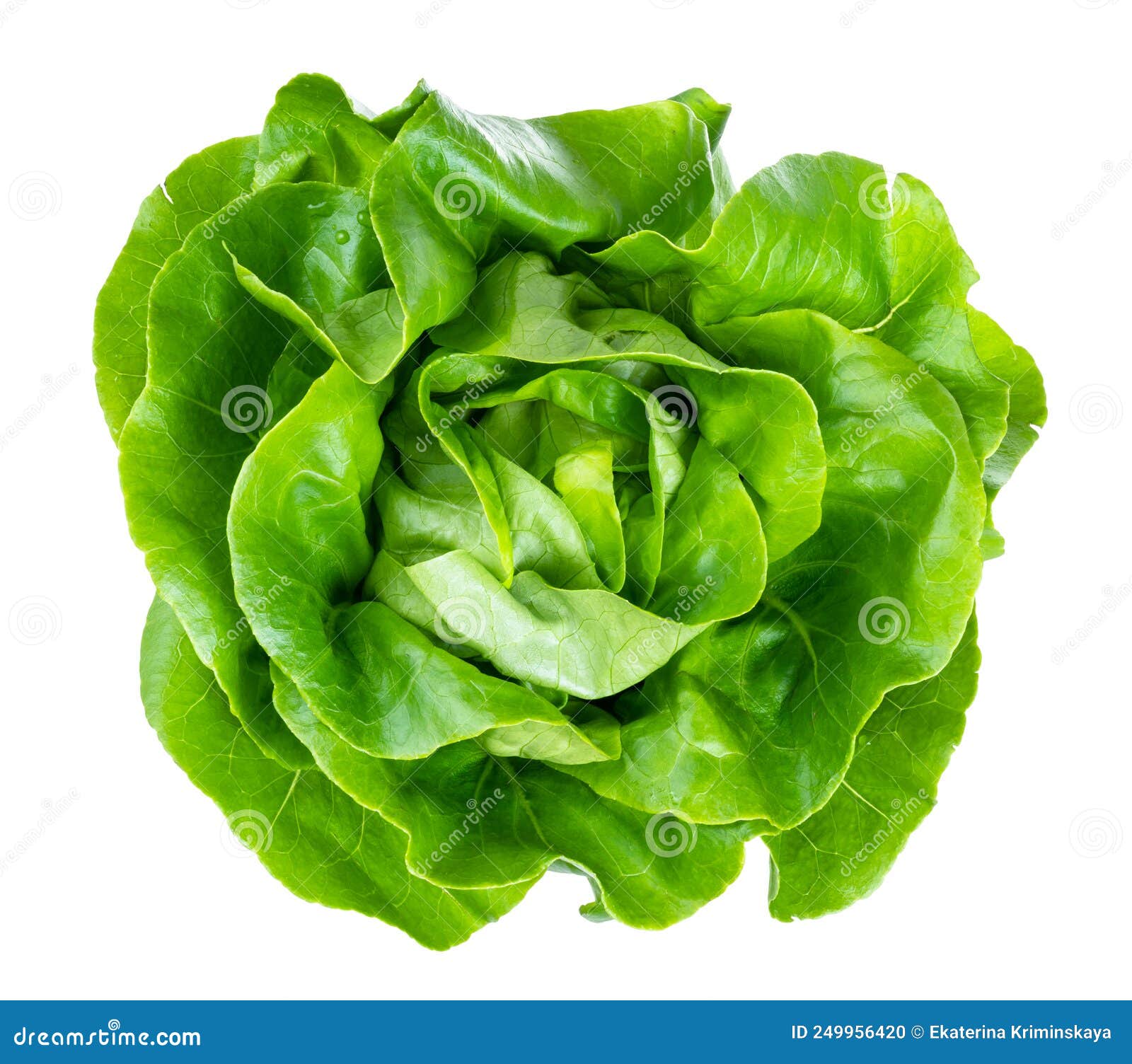 Above View of Head of Butterhead Lettuce Cutout Stock Photo Image of