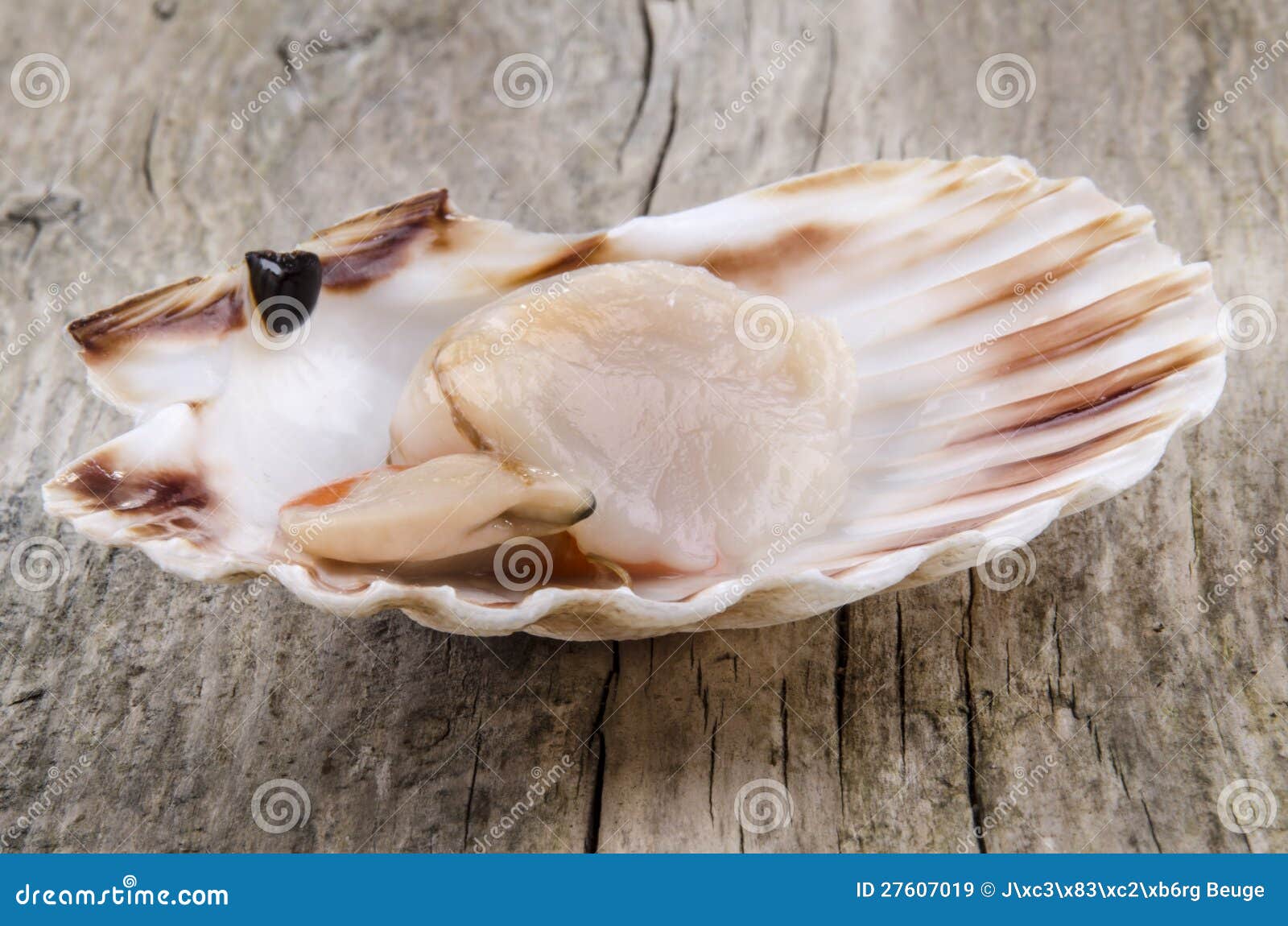 Abra O Scallop Em Um Escudo Imagem de Stock Imagem de carne, madeira