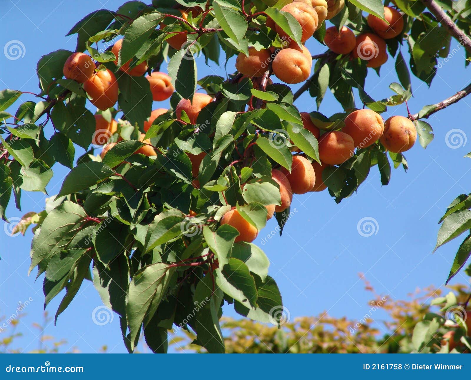 Abricotier Rouge Du Roussillon Lr. Le Pot De 12 Litres, Forme Gobelet