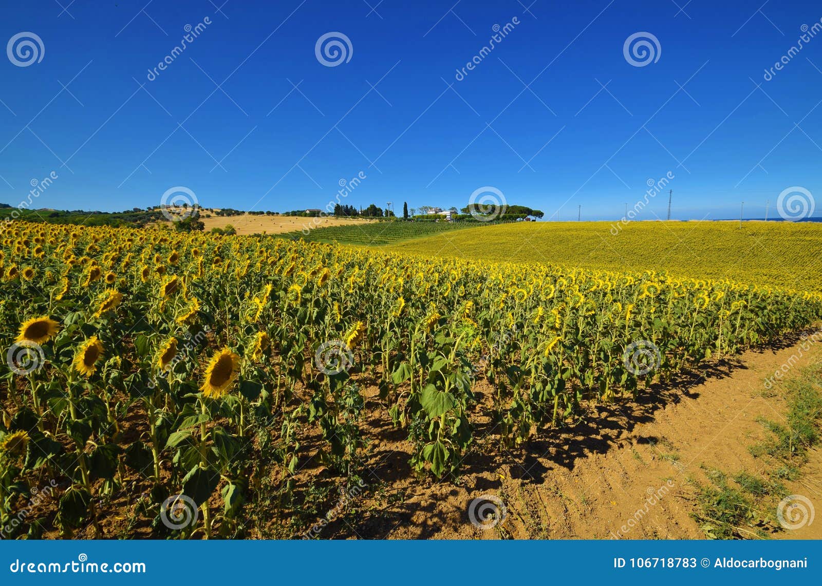 abruzzo, sunflowers