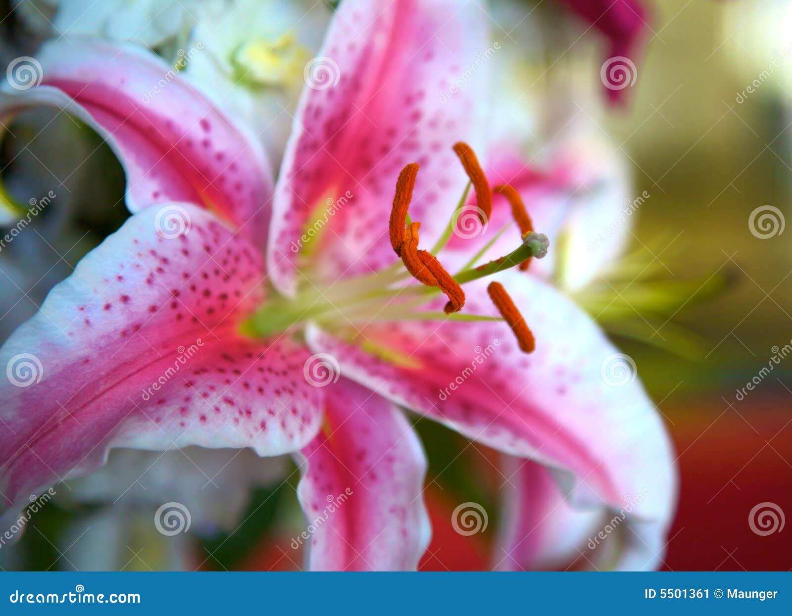 Abschluss Der StargazerLilie Oben Stockbild Bild von bunt, pflanzen