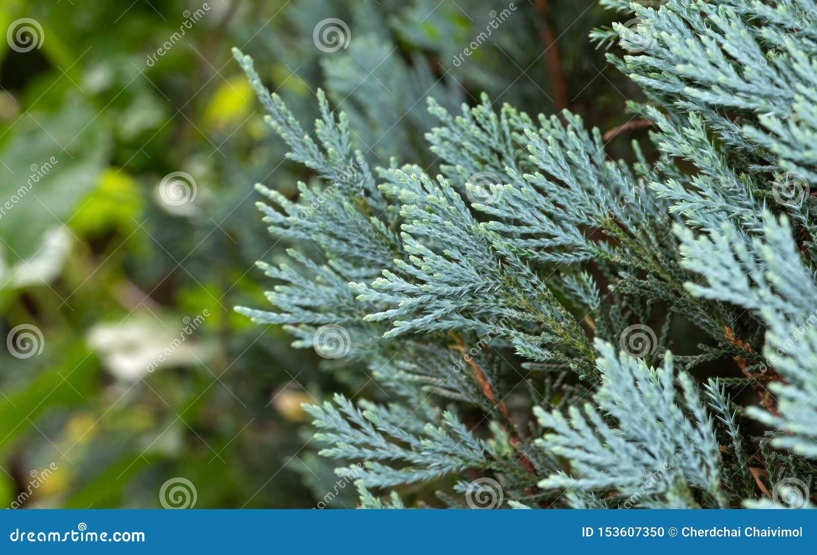 Abschluss herauf blaues Lawson Cypress- oder Chamaecyparislawsoniana lokalisiert auf Natur-Hintergrund. Nahaufnahme blaues Lawson Cypress oder Chamaecyparis lawsoniana lokalisiert auf Natur-Hintergrund