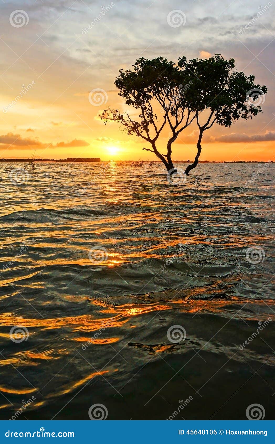 Abstract, Amazing Landscaping, Tree, Sun, Ripple Stock Photo - Image of ...