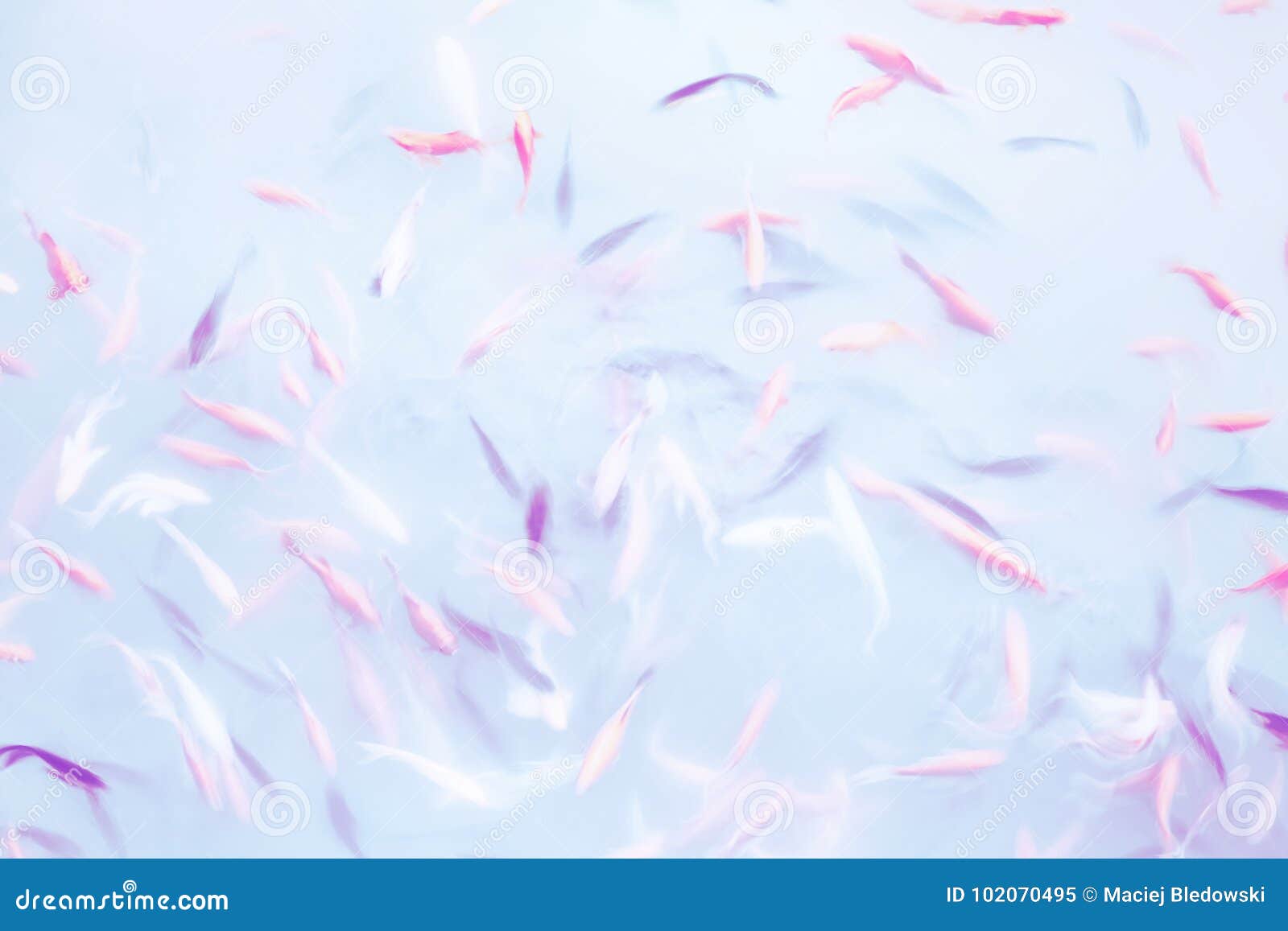 Abstract Background Made Of Motion Blur Fish Swimming In A Pond