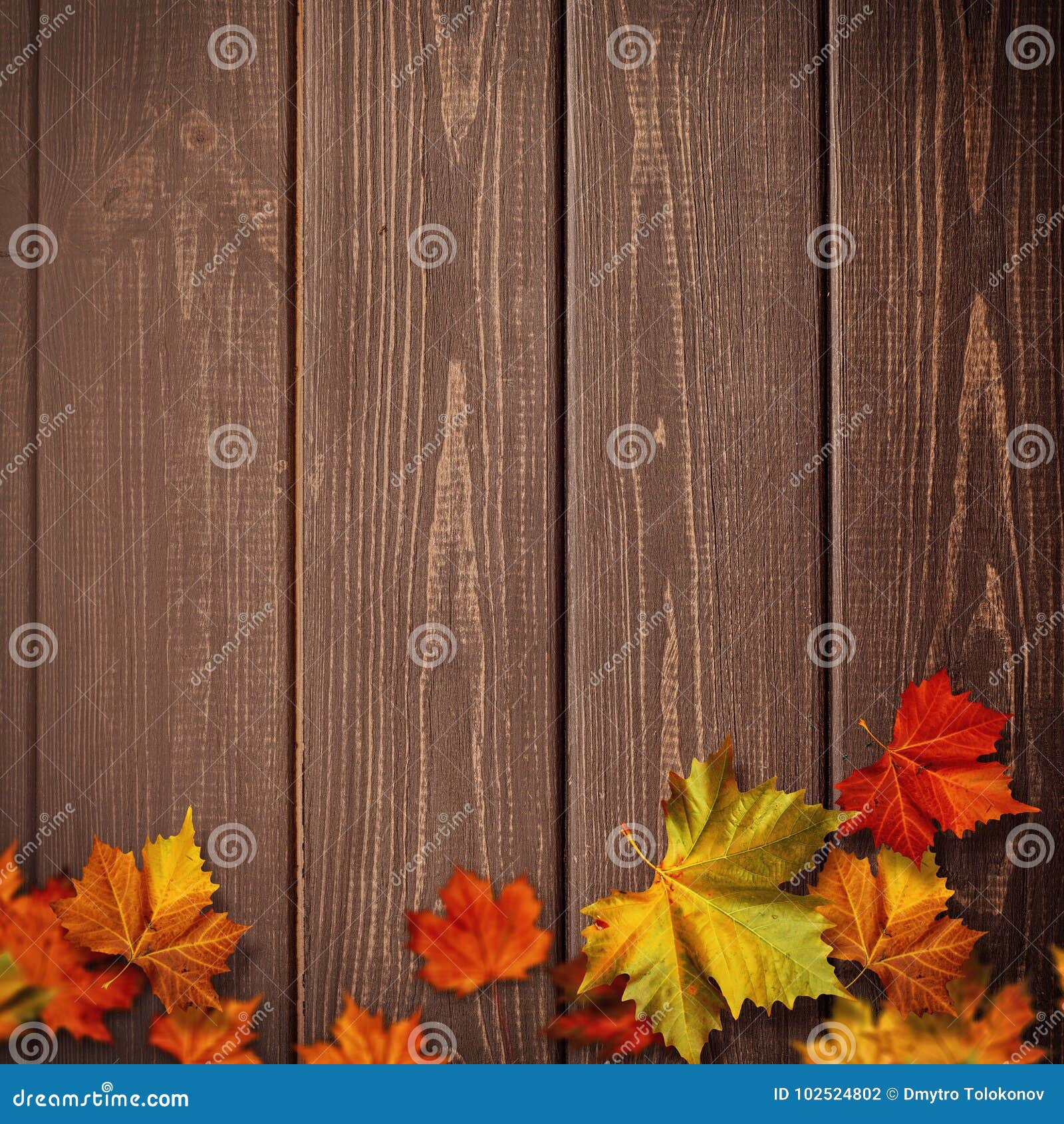 abstract autumnal backgrounds. fall maple leaves