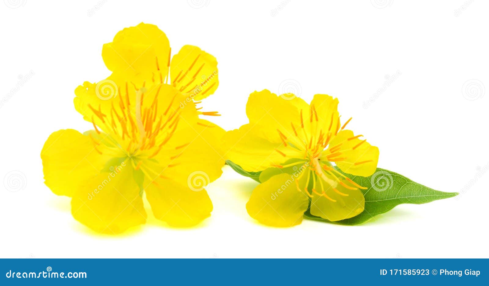 Chào đón Tết Nguyên Đán với vẻ đẹp tuyệt vời của Hoa Mai Vàng. Loại hoa này không chỉ đẹp mắt mà còn đại diện cho sự may mắn và tài lộc. Hãy chiêm ngưỡng hình ảnh này và cảm nhận được niềm hạnh phúc và niềm vui trong ngày Tết.