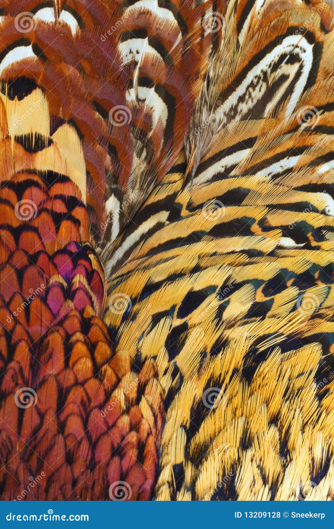 abstract background consisting of rigneck pheasant