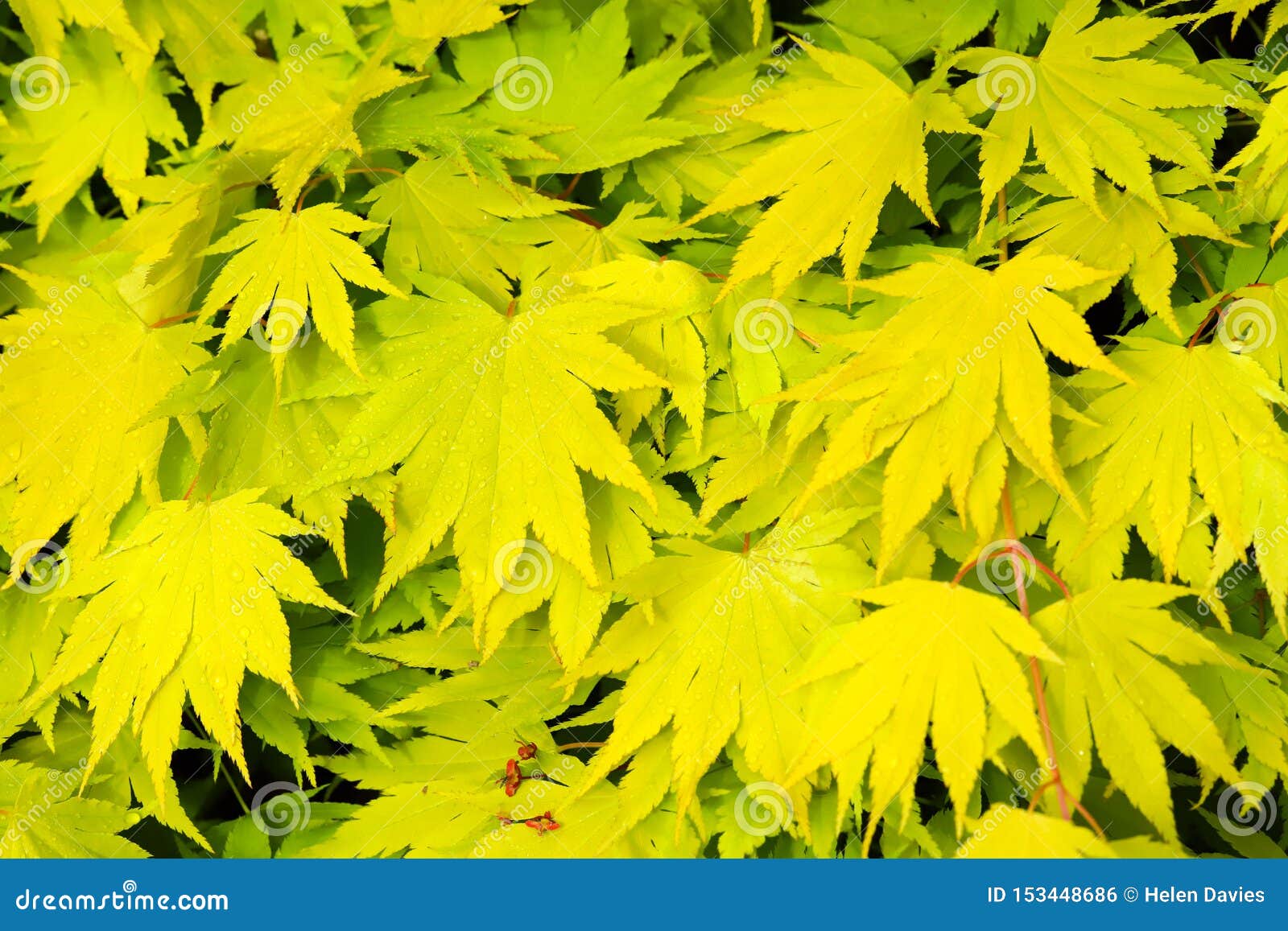 Fresh Green Japanese Maple Acer Palmatum Leaves Stock Photo - Image of
