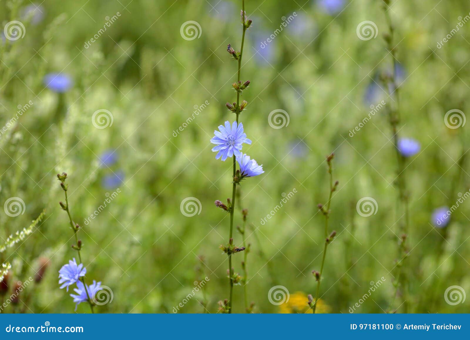 abstract background of grass, blue flowers. large size, high resolution, blurred background.