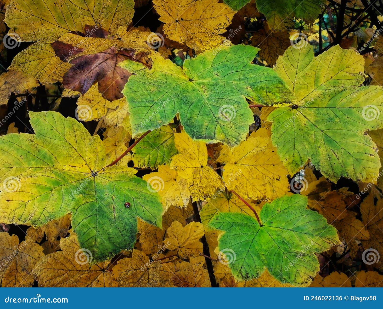 an abstract background image of a yellowish green autumn leaves