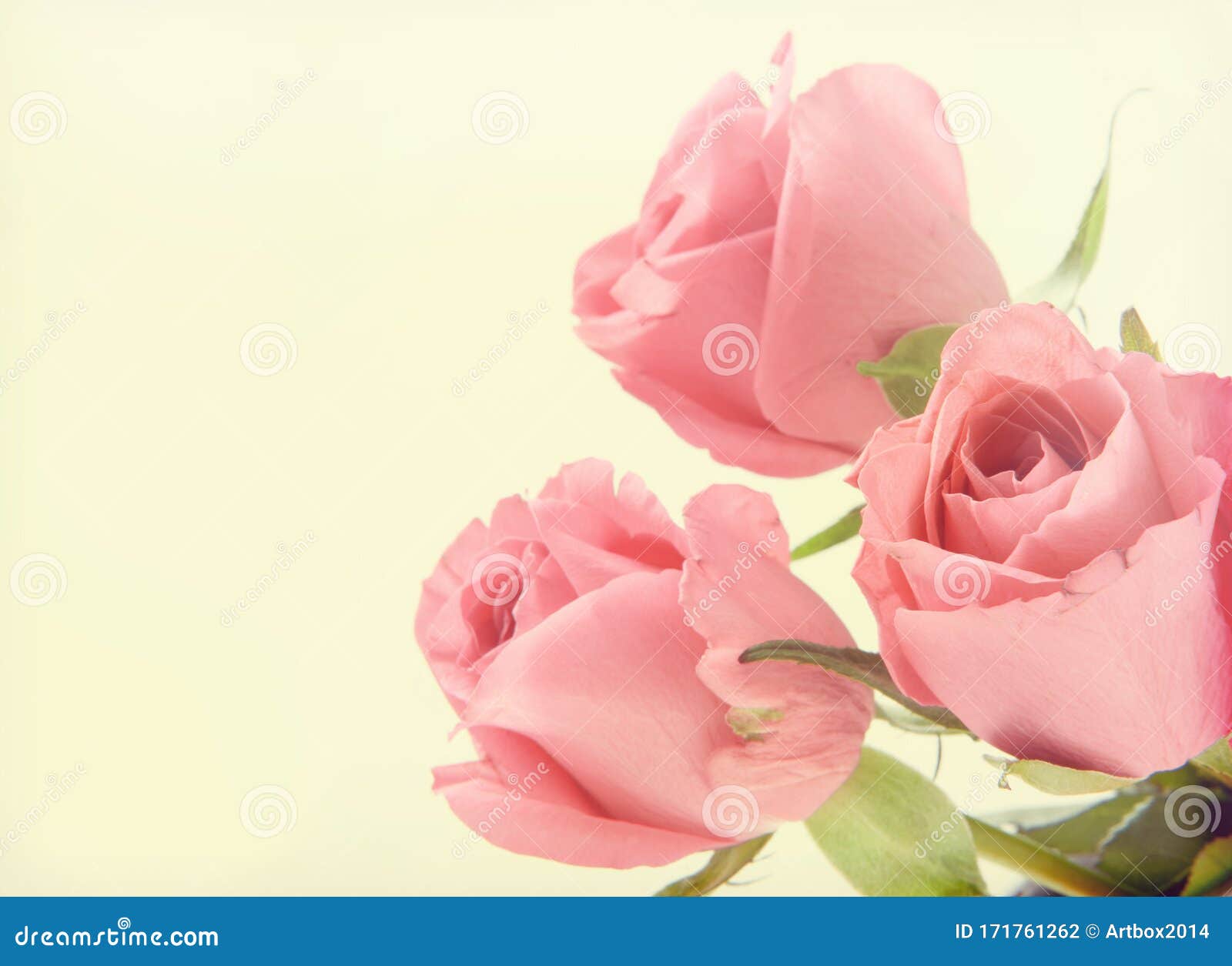 Abstract Background of Pink Roses Stock Photo Image of blossom, color