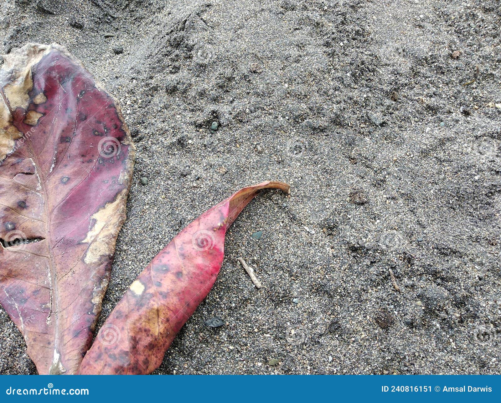Abstract Background with Sand and Leaves Falling on the Sand Stock Image Image of moisture