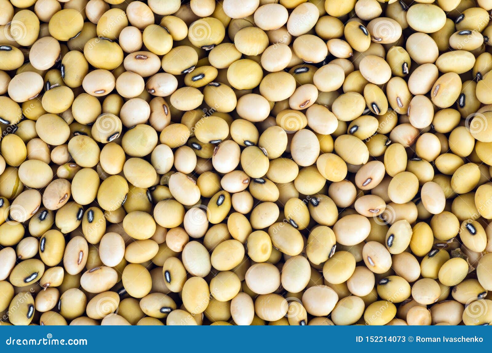 many soja beans