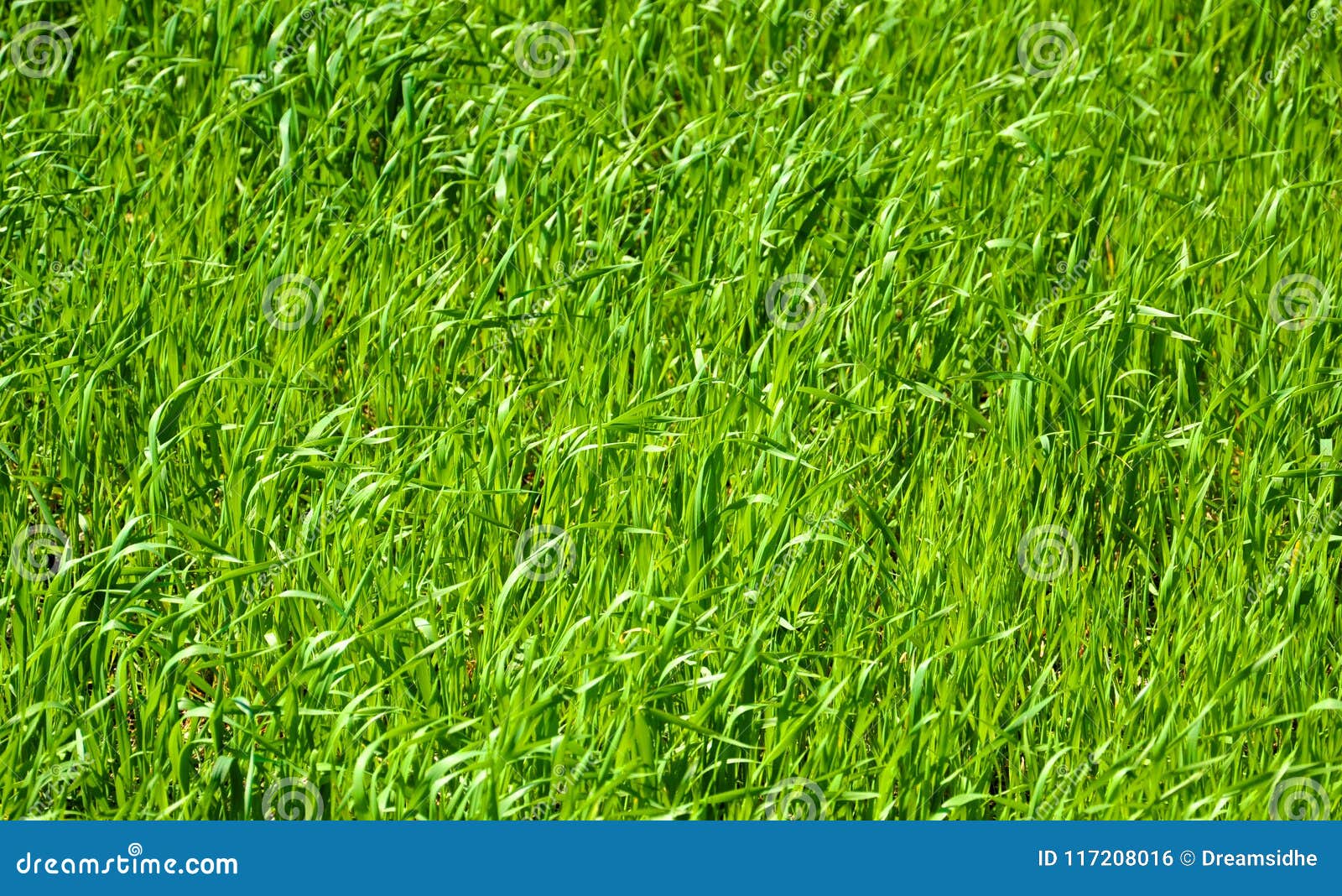 Abstract Background with Vivid Green Grass Stock Photo - Image of