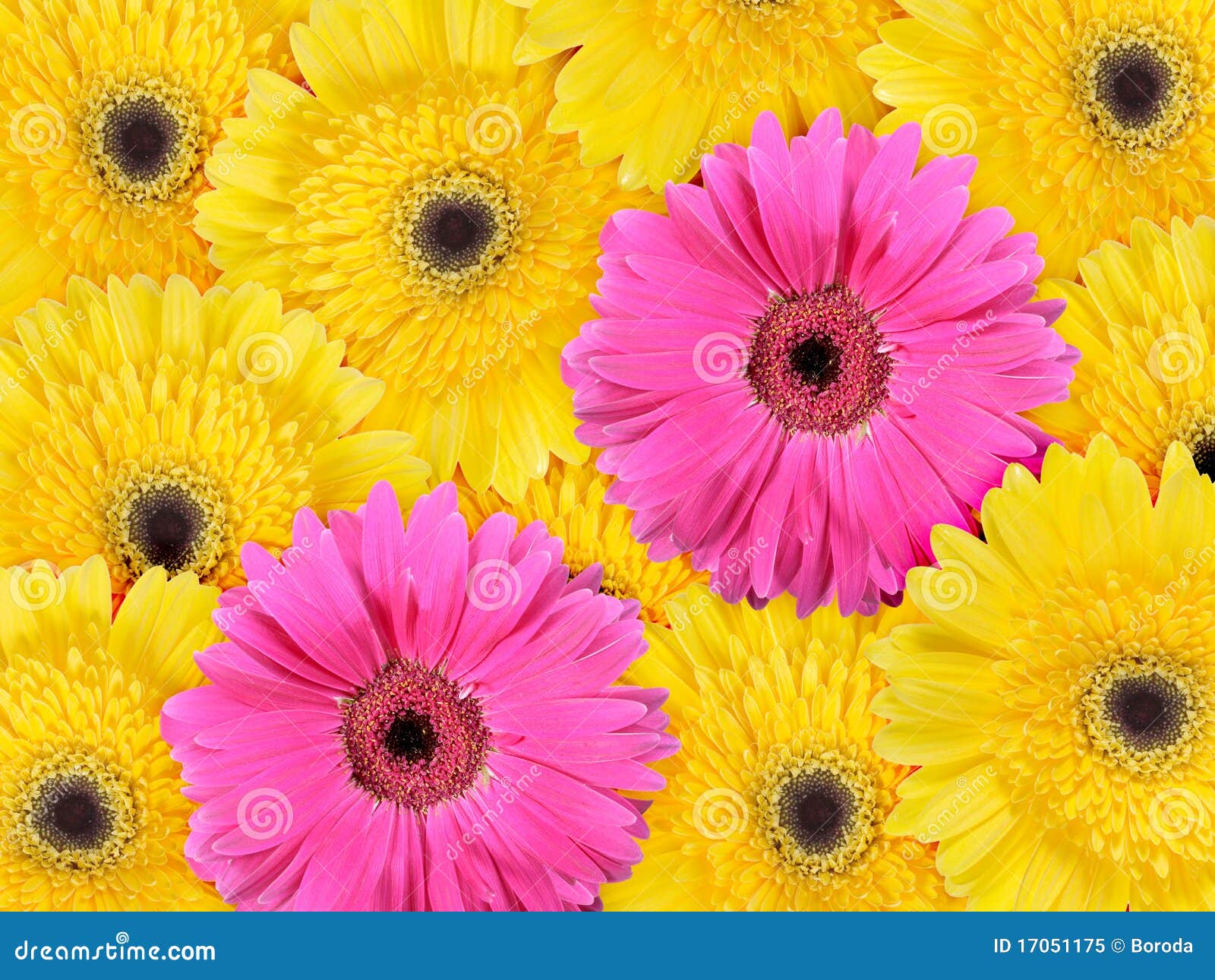 Abstract Background Of Yellow And Pink Flowers Stock Image ...
