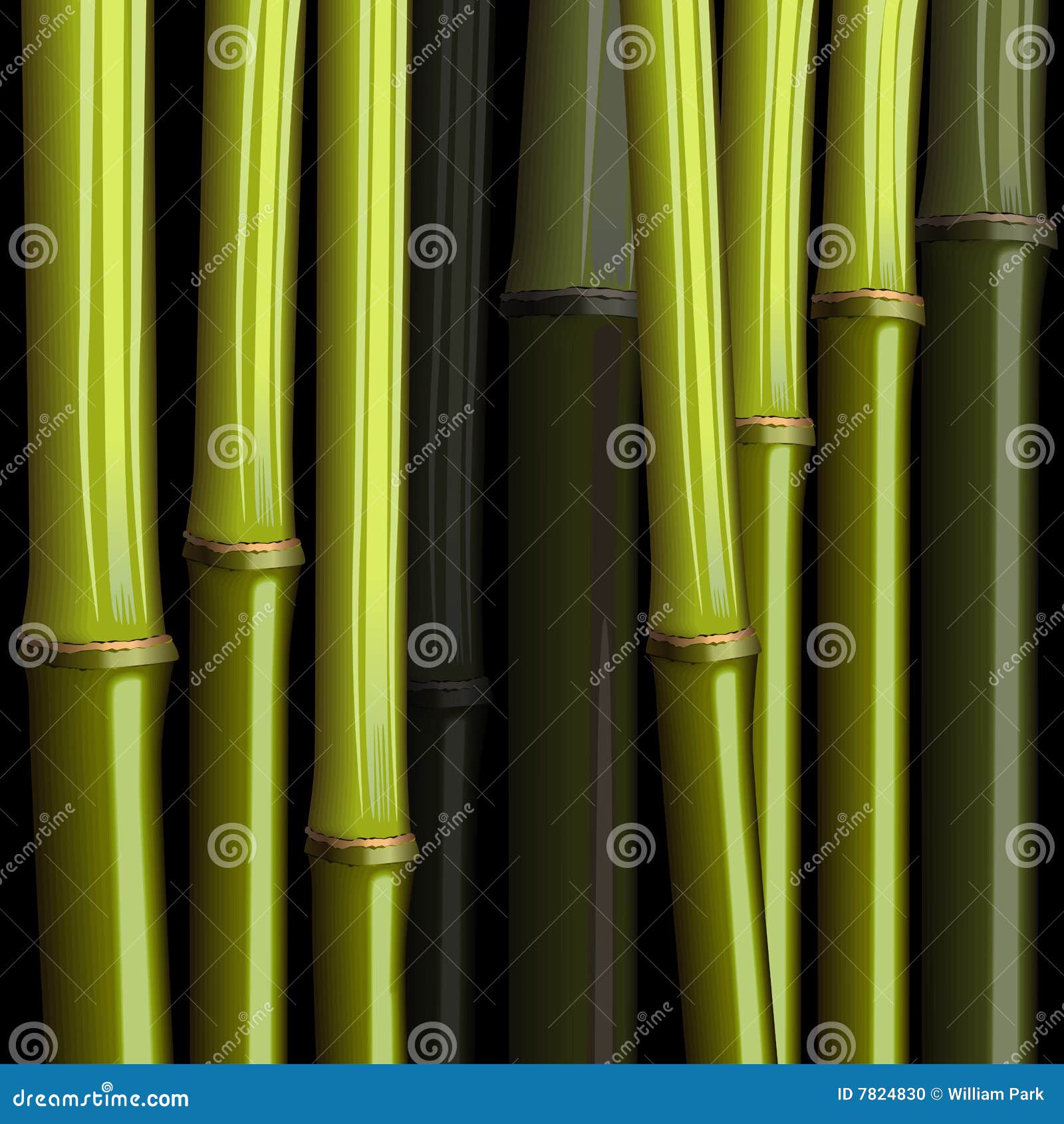 Bamboo Growth Stages. Bamboos Ripening Period Progression. Bambusa Life