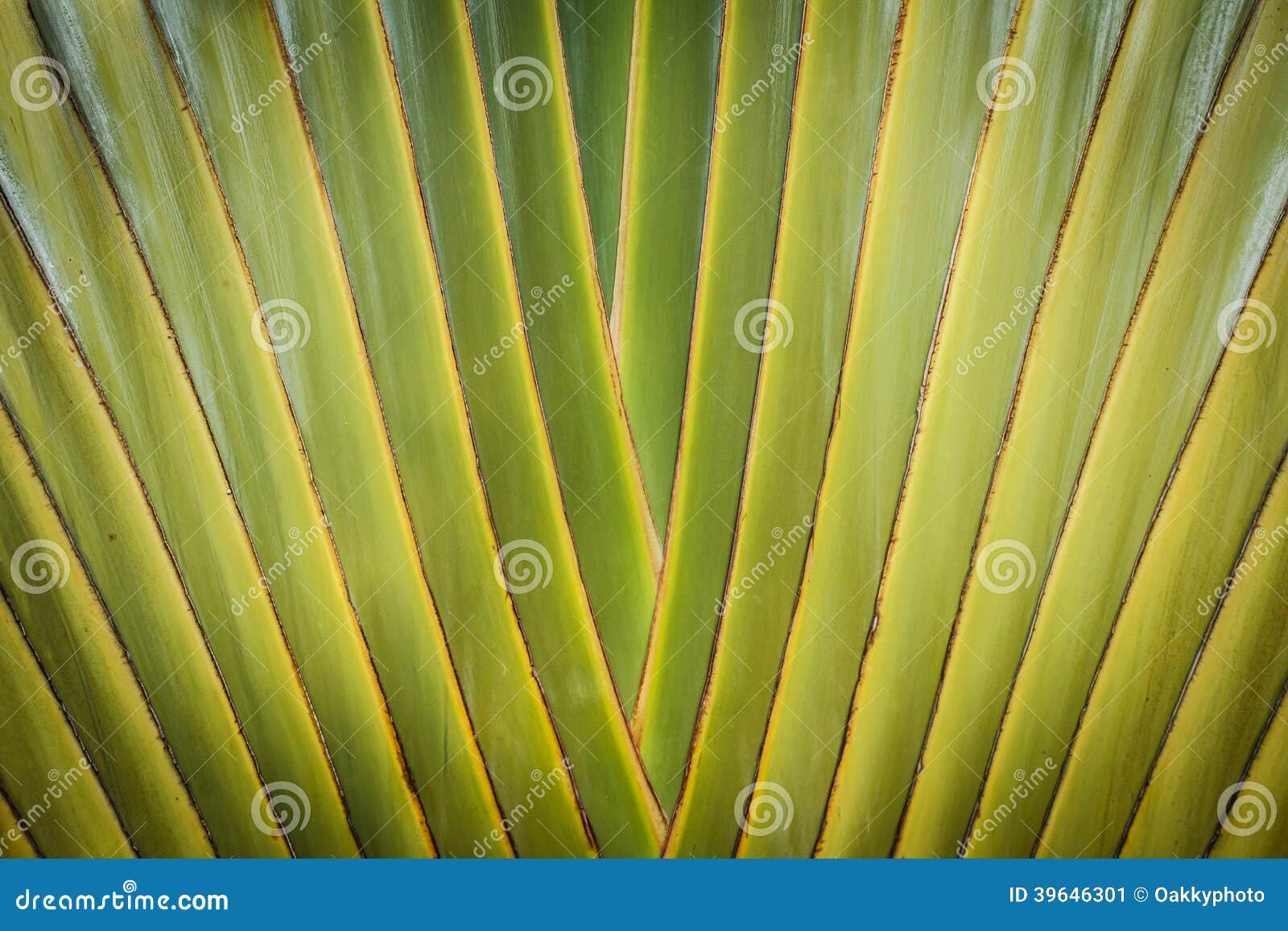 Abstract of banana body stock image. Image of herb, fleshy 39646301