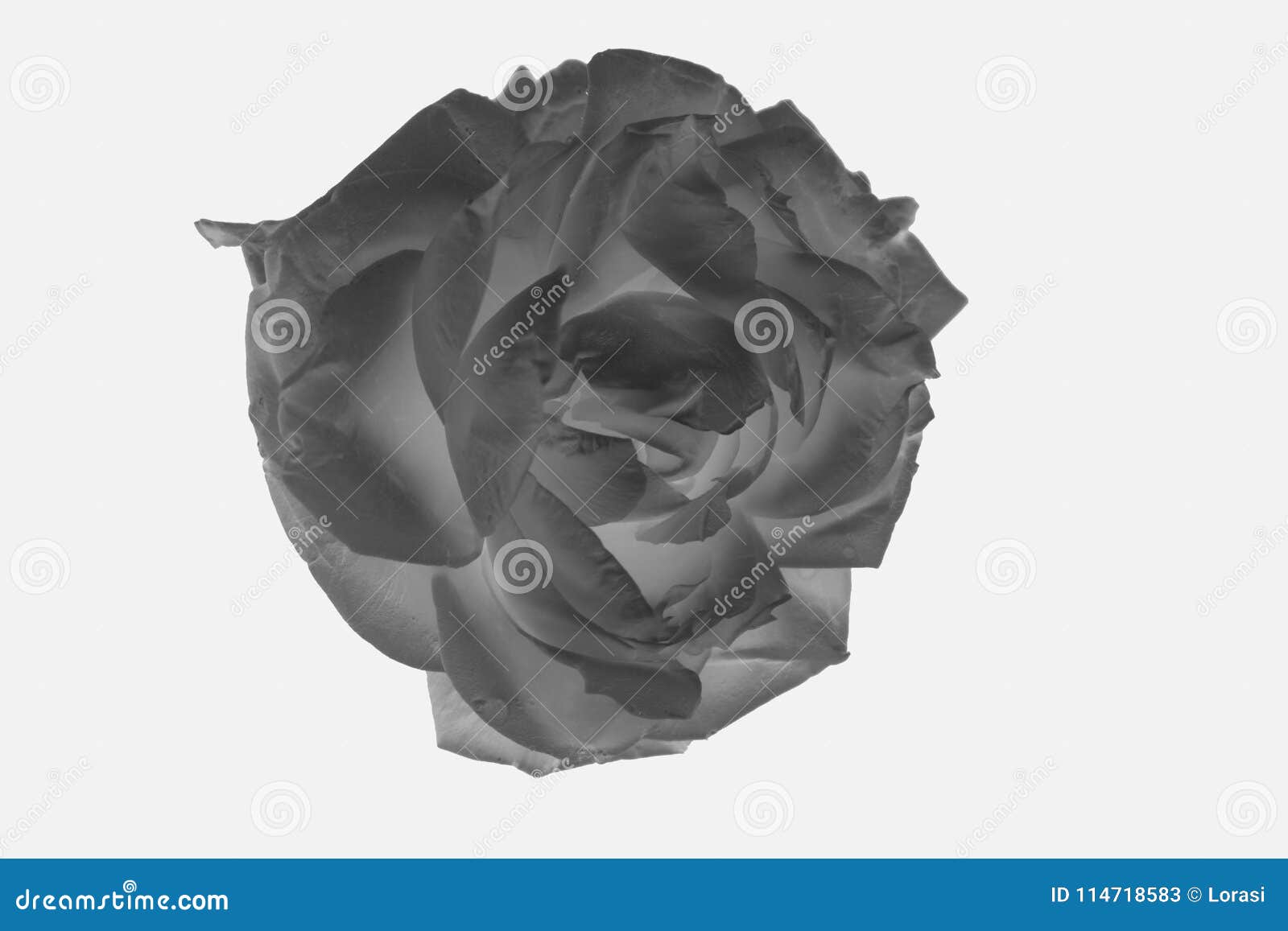 Abstract black rose stock image. Image of home, horizontal 114718583