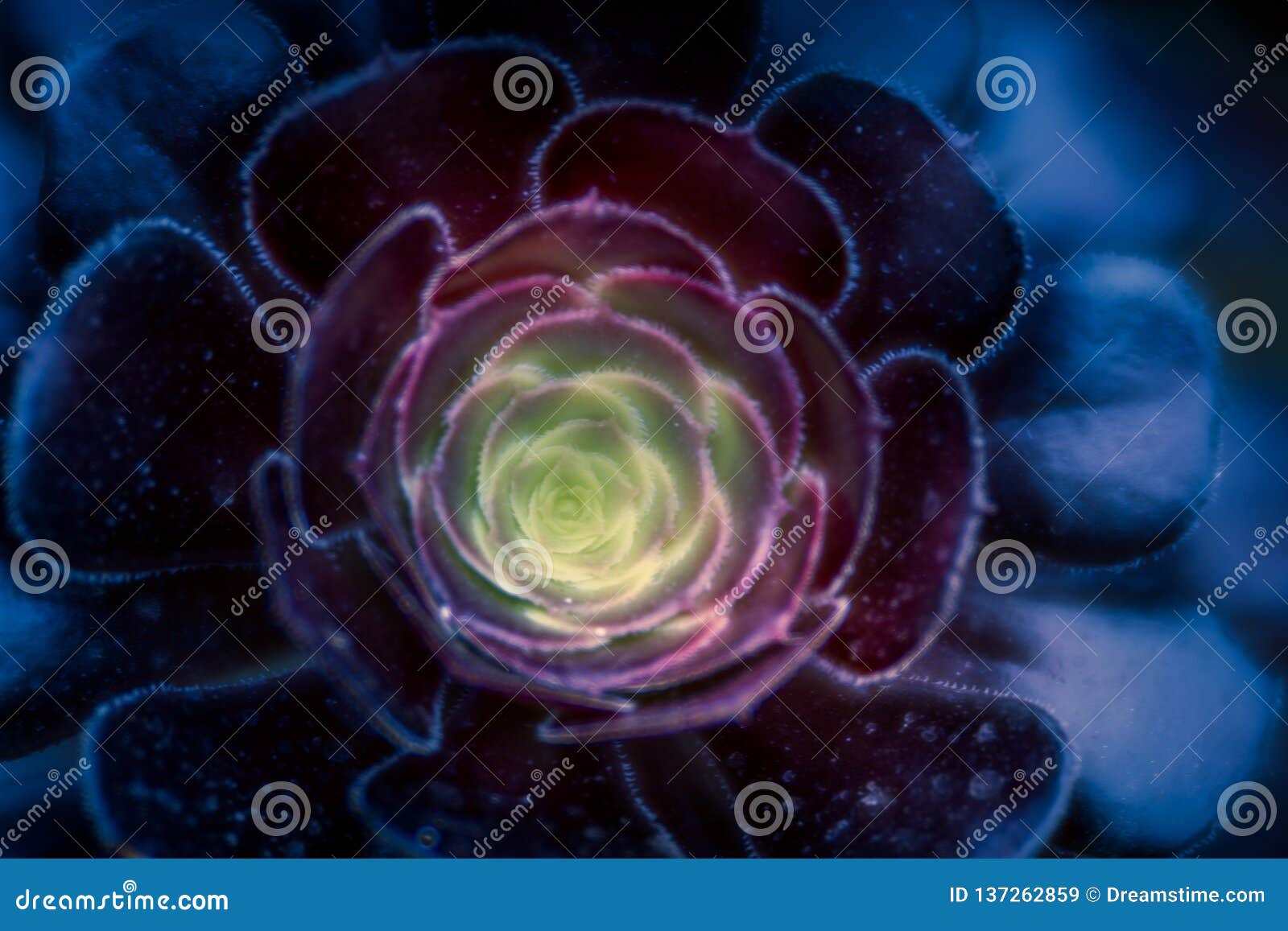 Abstract black rose stock image. Image of plant, lovely 137262859
