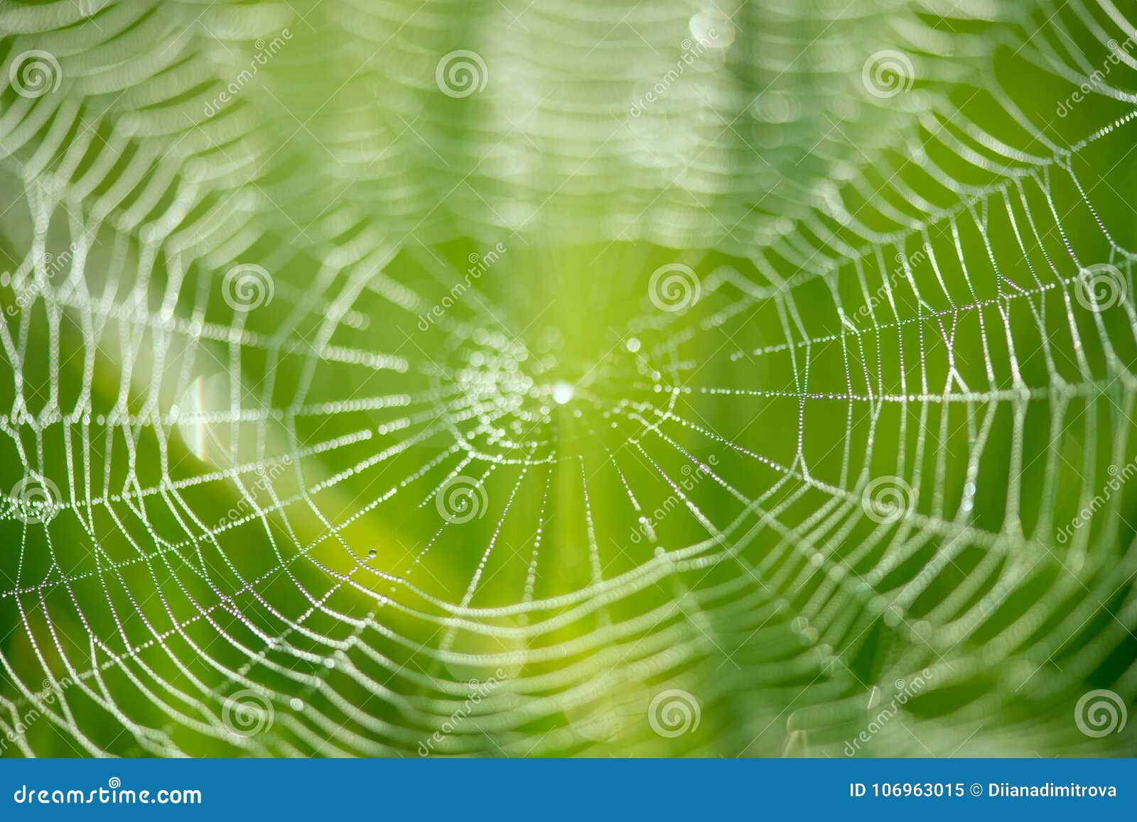 Spider web on abstract blur green background - PatternPictures