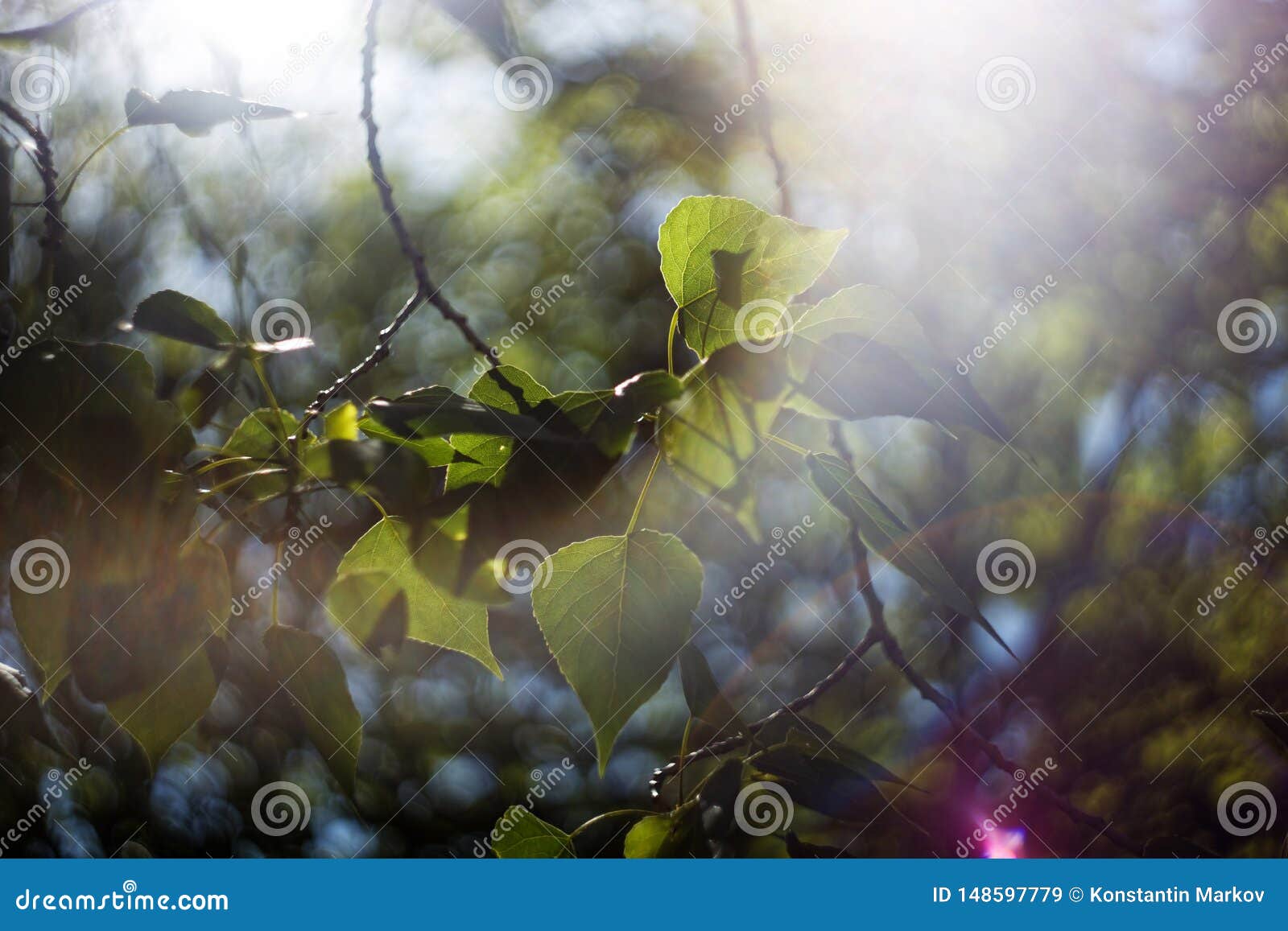 Abstract Blurred Natural Background with Tree Foliage Stock Image ...