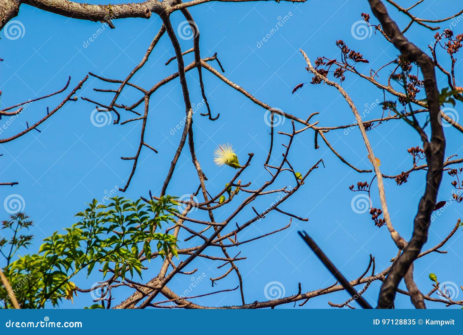 Abstract Bombax Anceps Pierre Branches And Flower In Autumn White Silk Cotton Tree Or The Latin Name Is Bombax Anceps Pierre Va Stock Image Image Of Fresh Gardening Abstract Bombax Anceps Pierre Branches And Flower In Autumn White Silk Cotton Tree Or The Latin Name Is Bombax Anceps Pierre Va Stock Image Image Of Fresh Gardening
