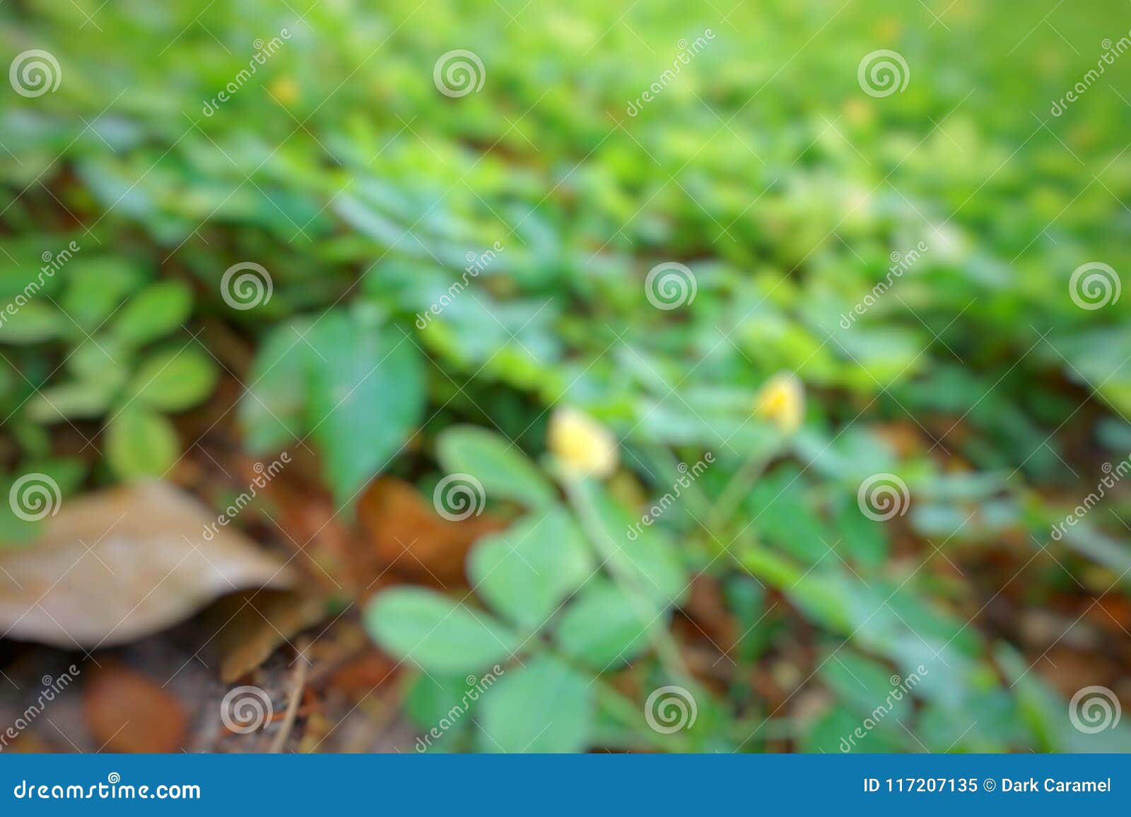 abstract branch and leave background.